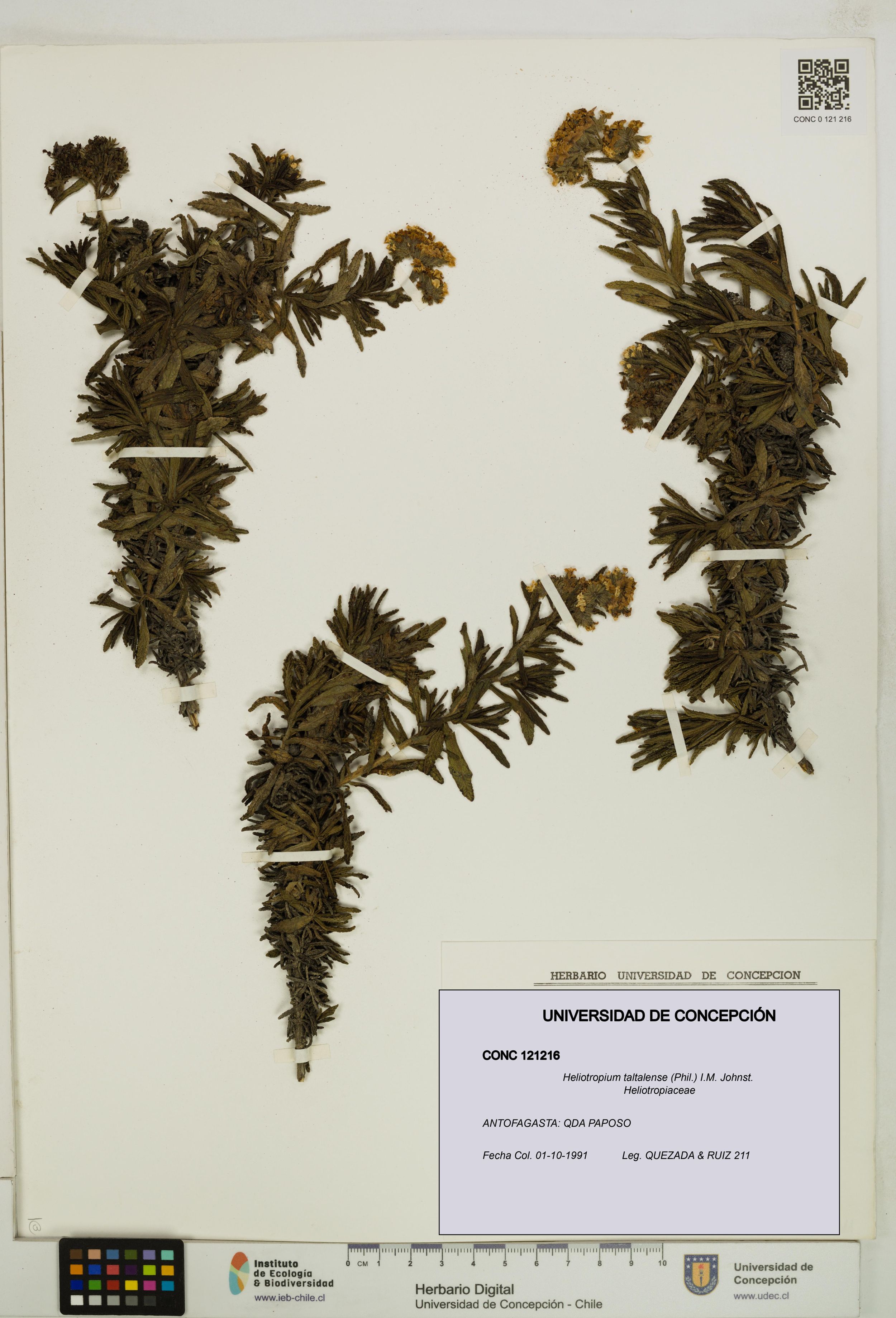 Heliotropium taltalense [Espécimen: ]