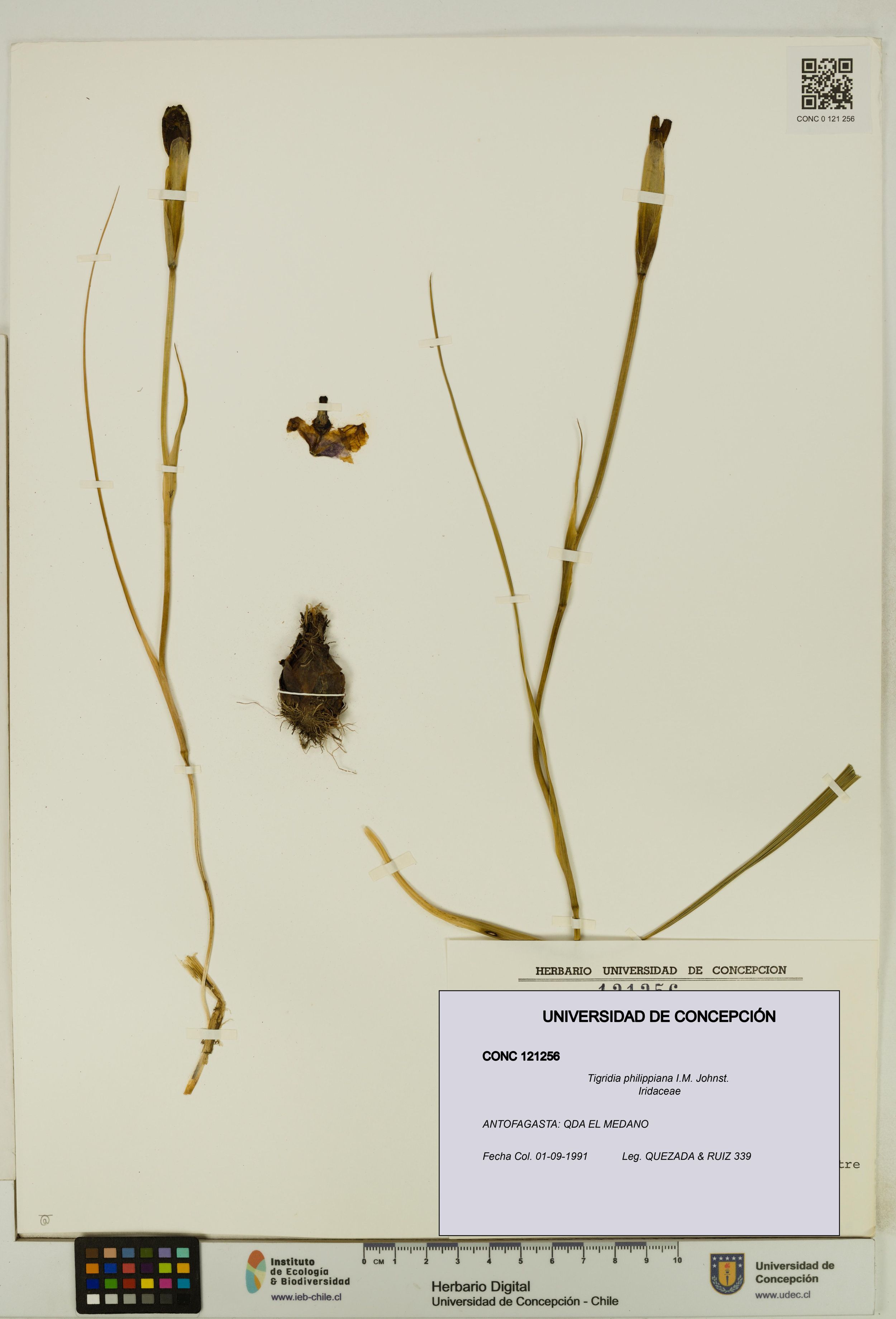 Tigridia philippiana [Espécimen: ]