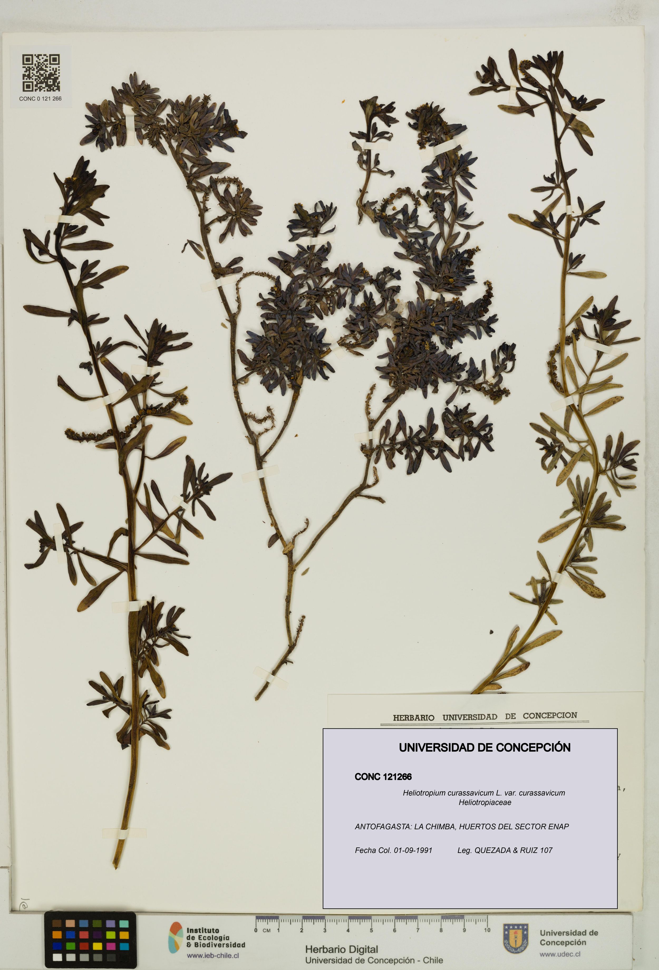 Heliotropium curassavicum var. curassavicum [Espécimen: ]