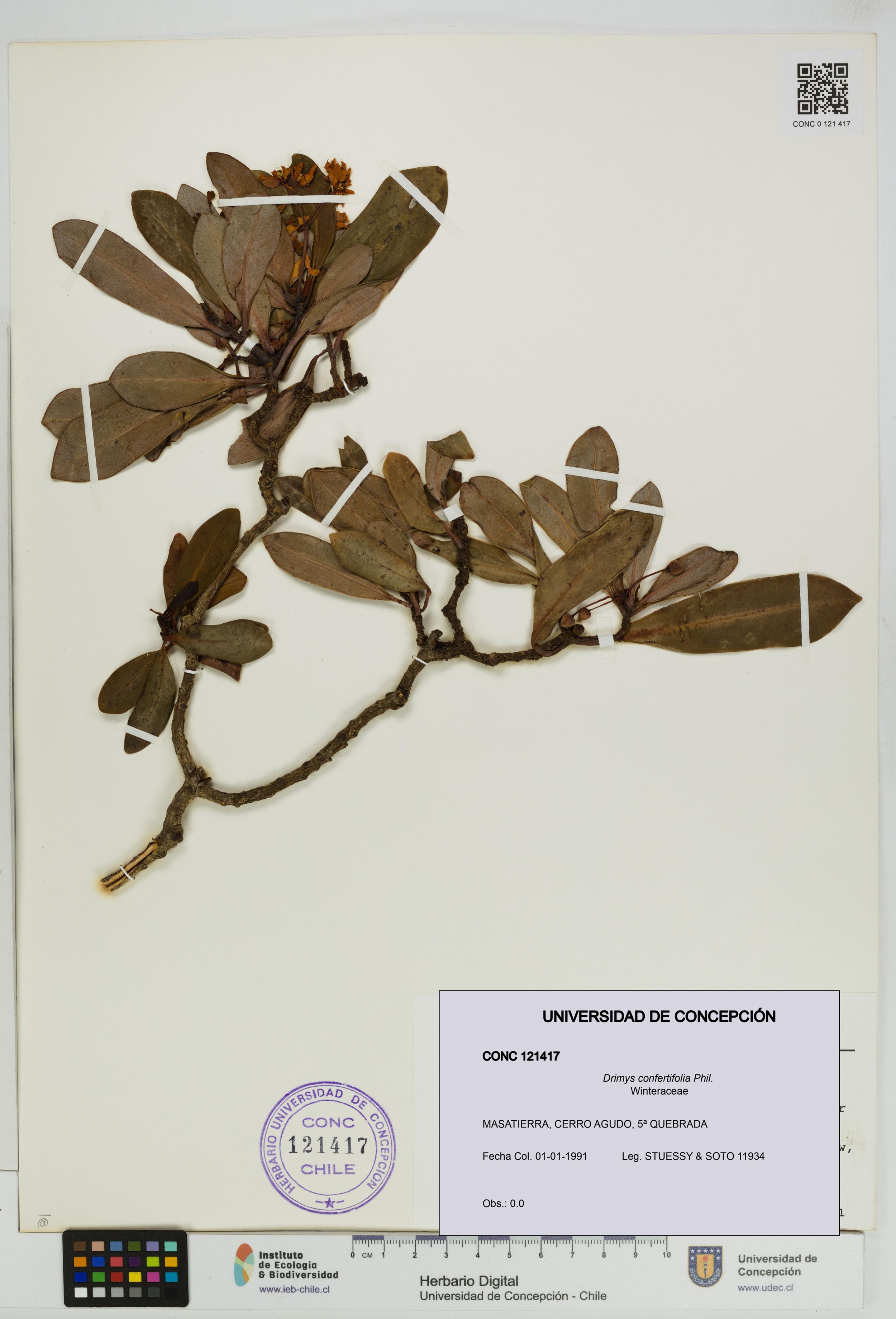 Drimys confertifolia [Espécimen: ]