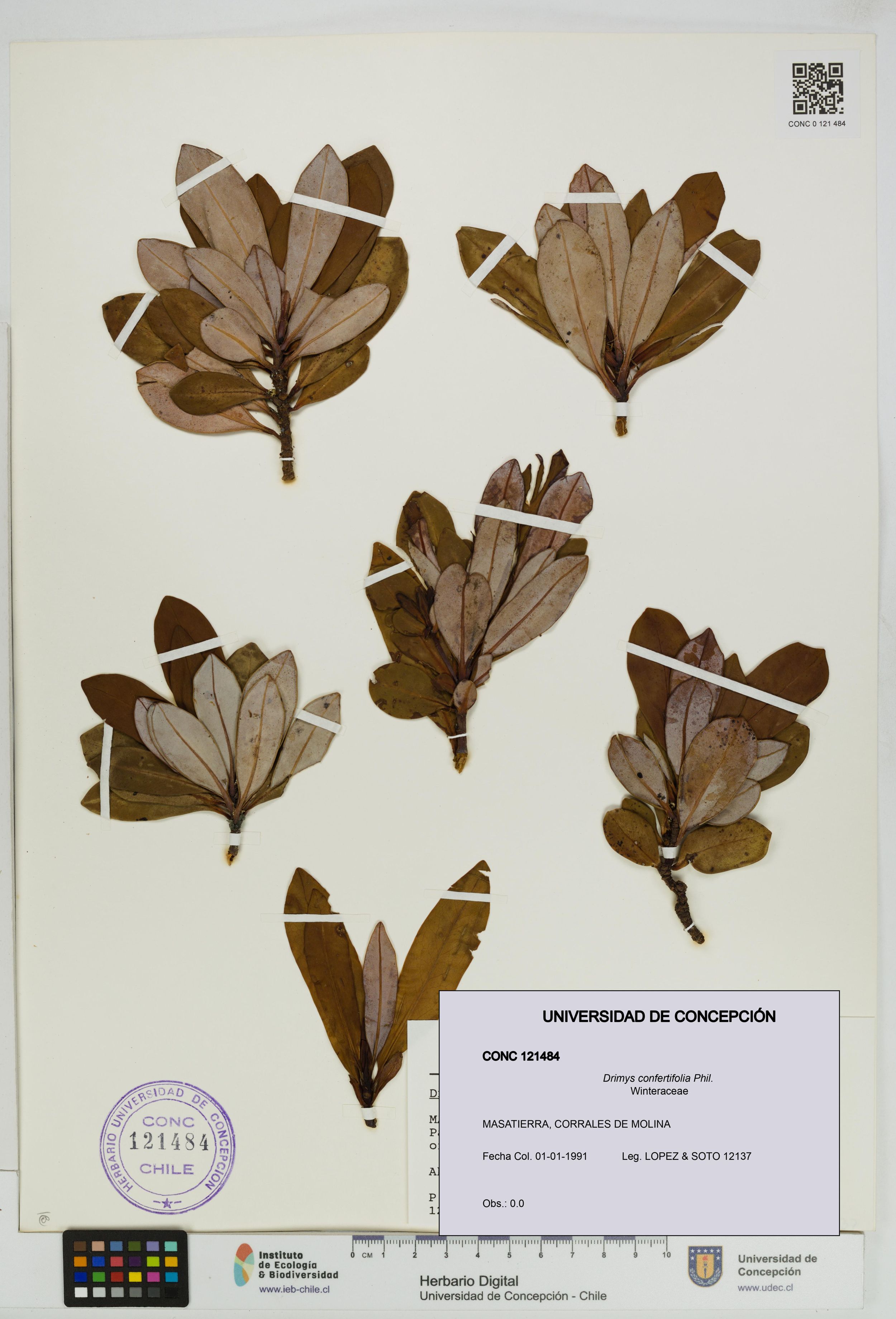 Drimys confertifolia [Espécimen: ]