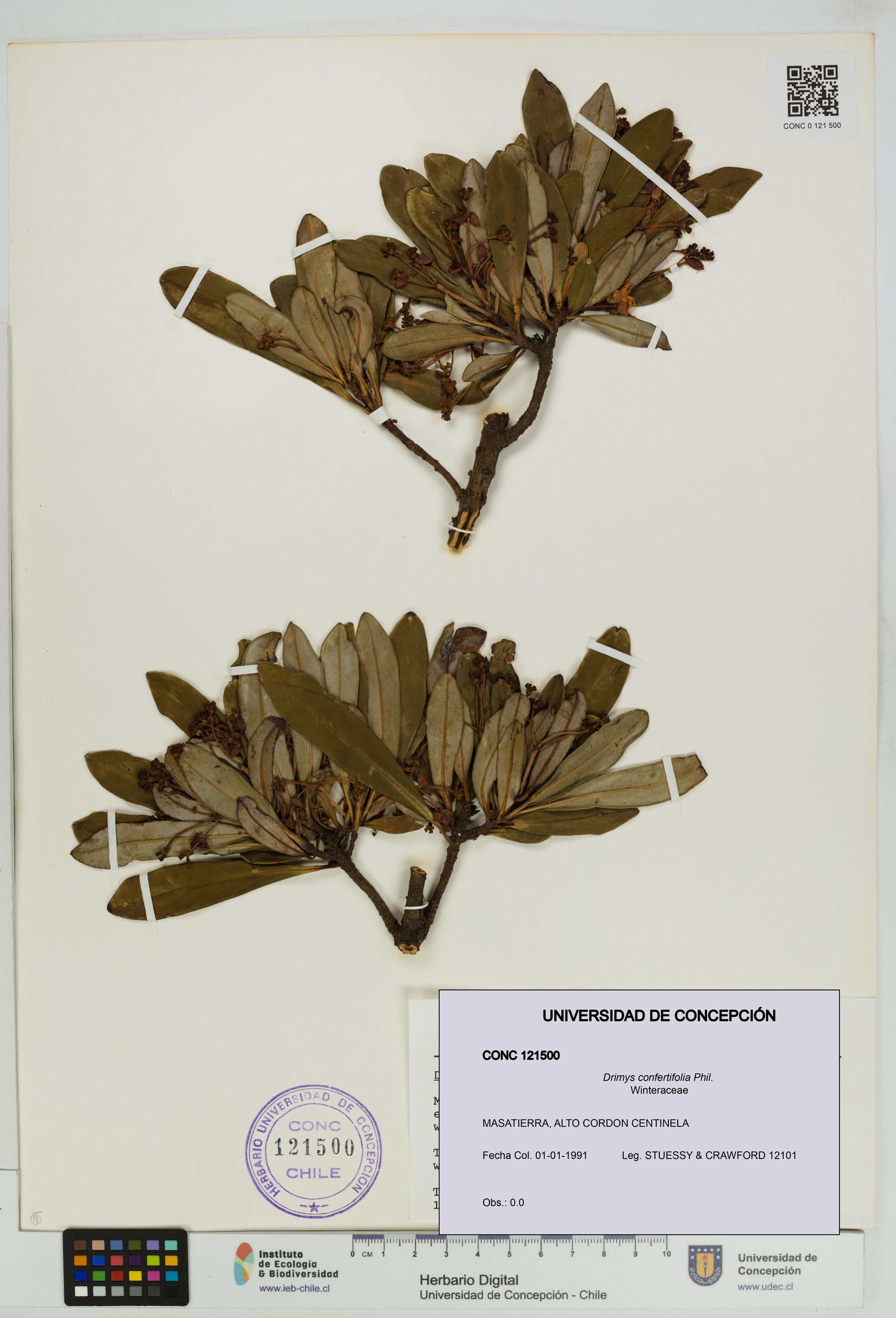 Drimys confertifolia [Espécimen: ]