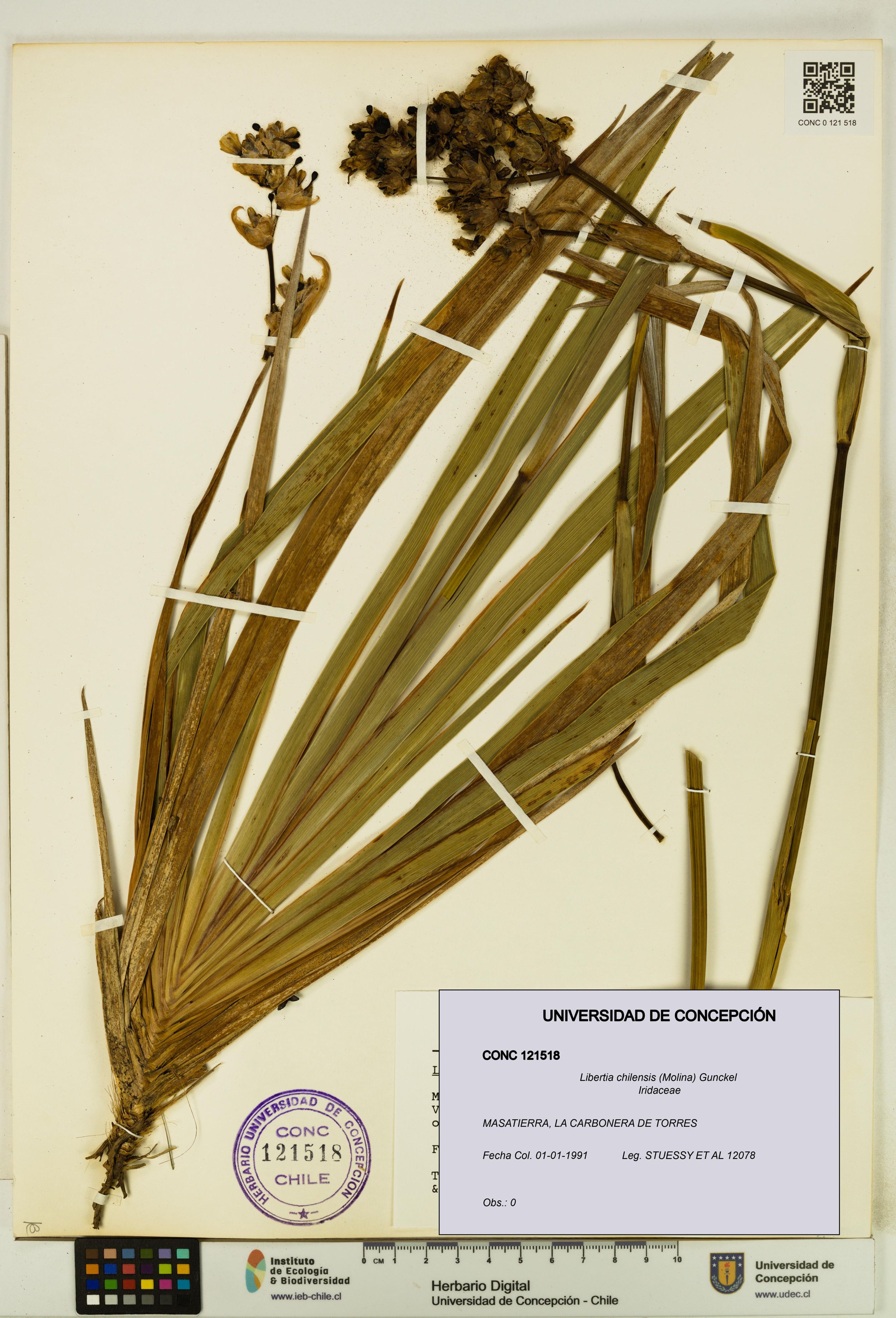 Libertia chilensis [Espécimen: ]