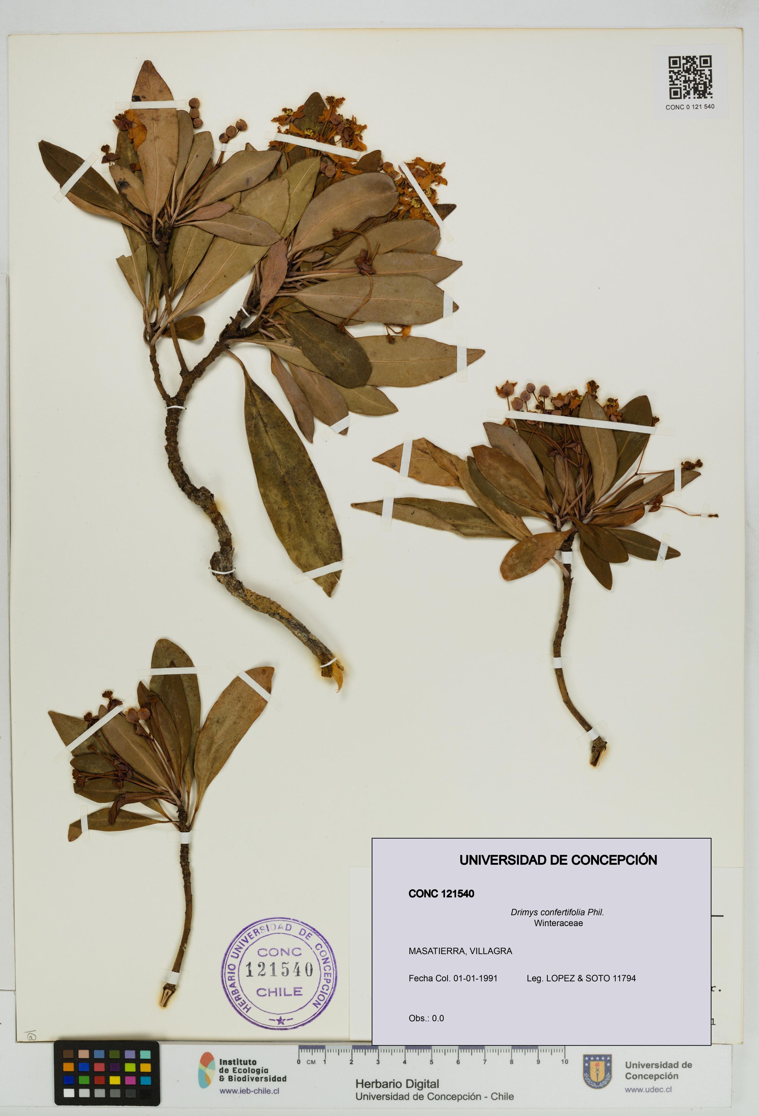 Drimys confertifolia [Espécimen: ]