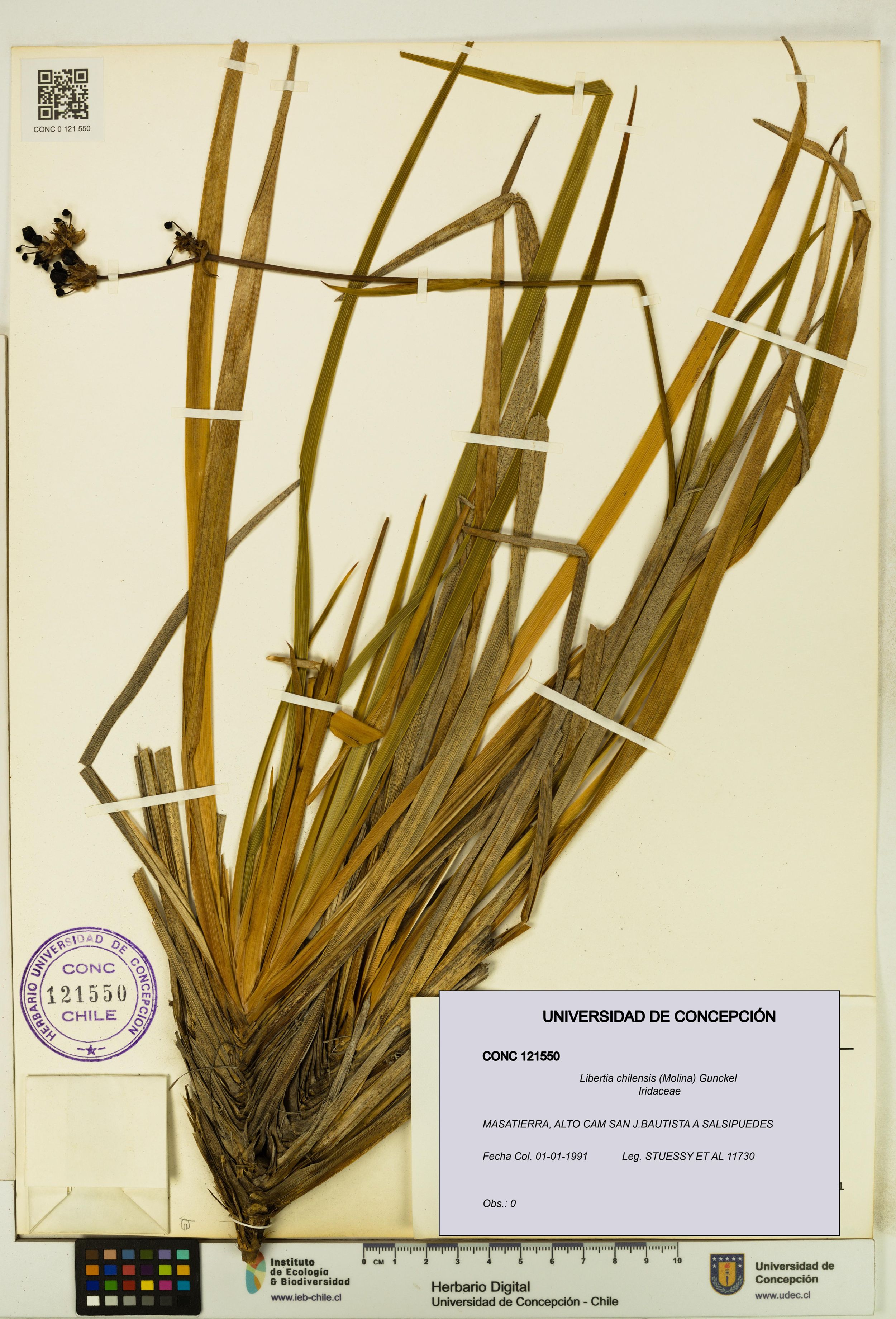 Libertia chilensis [Espécimen: ]
