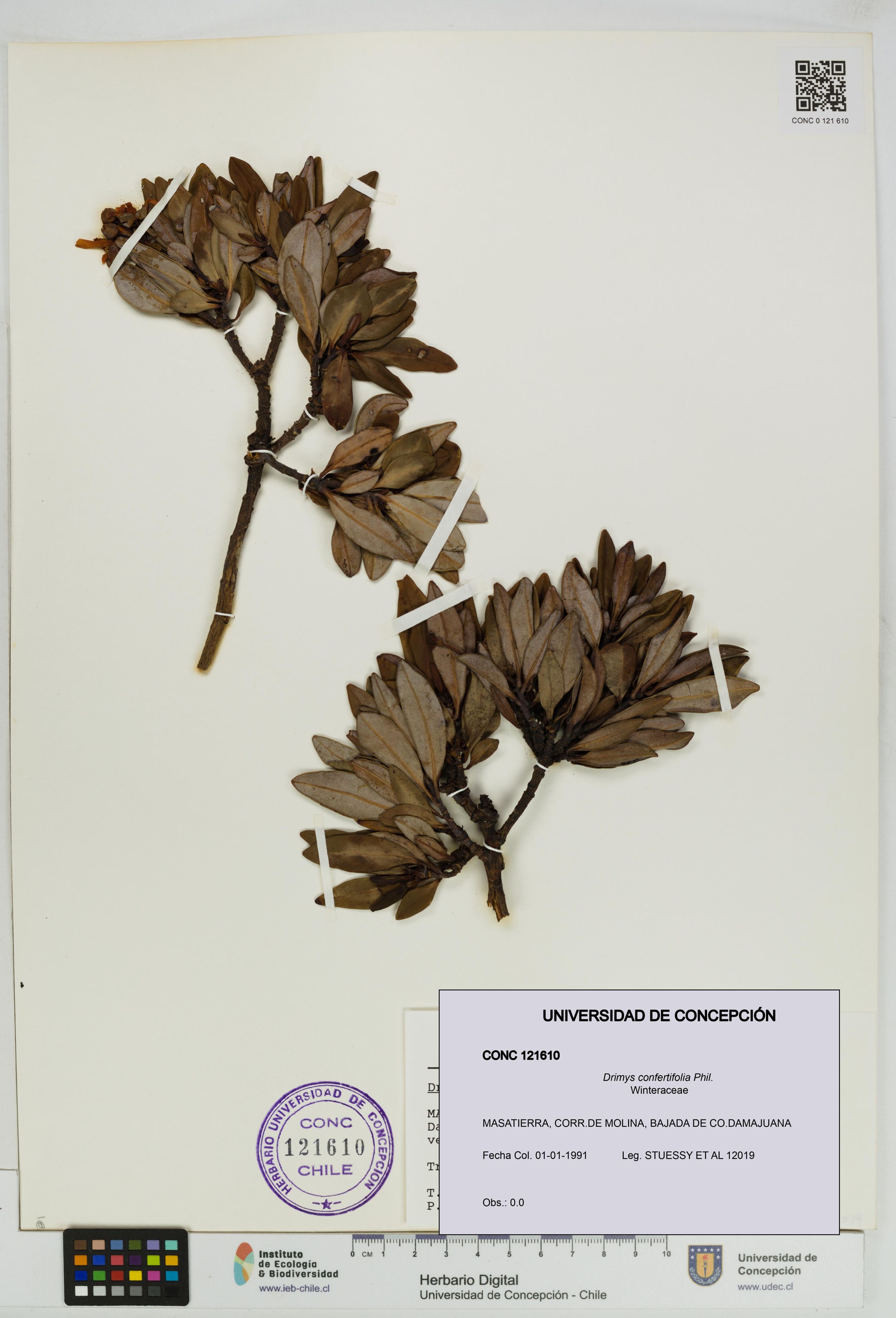 Drimys confertifolia [Espécimen: ]