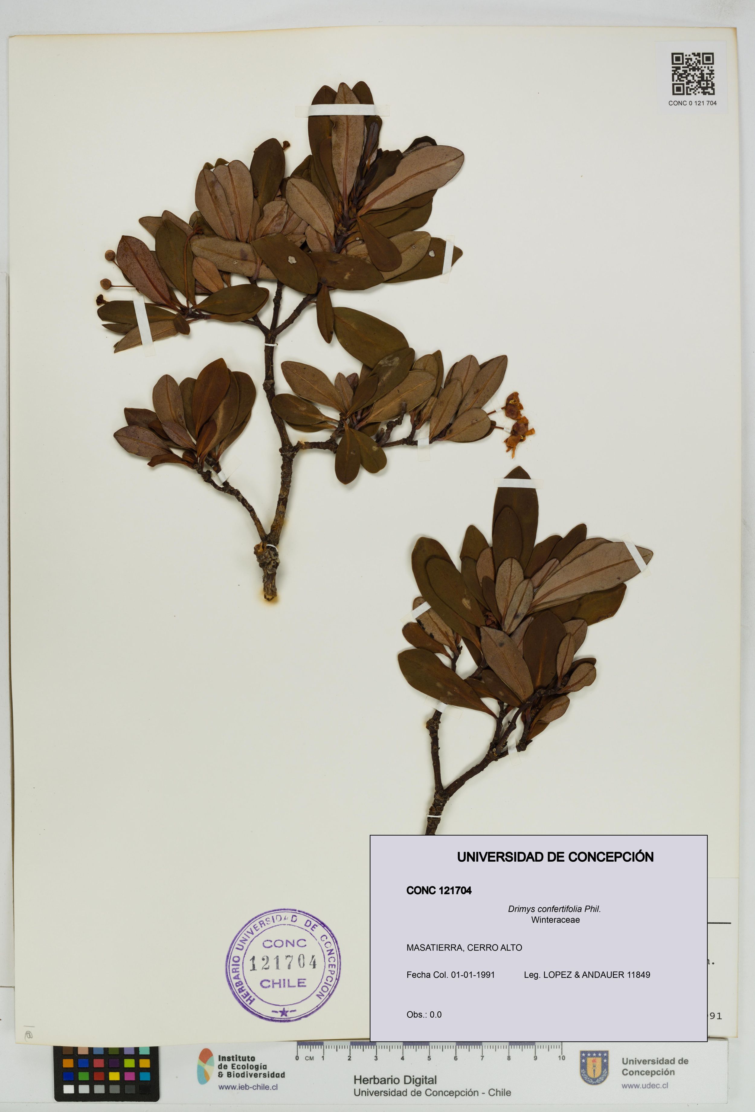 Drimys confertifolia [Espécimen: ]