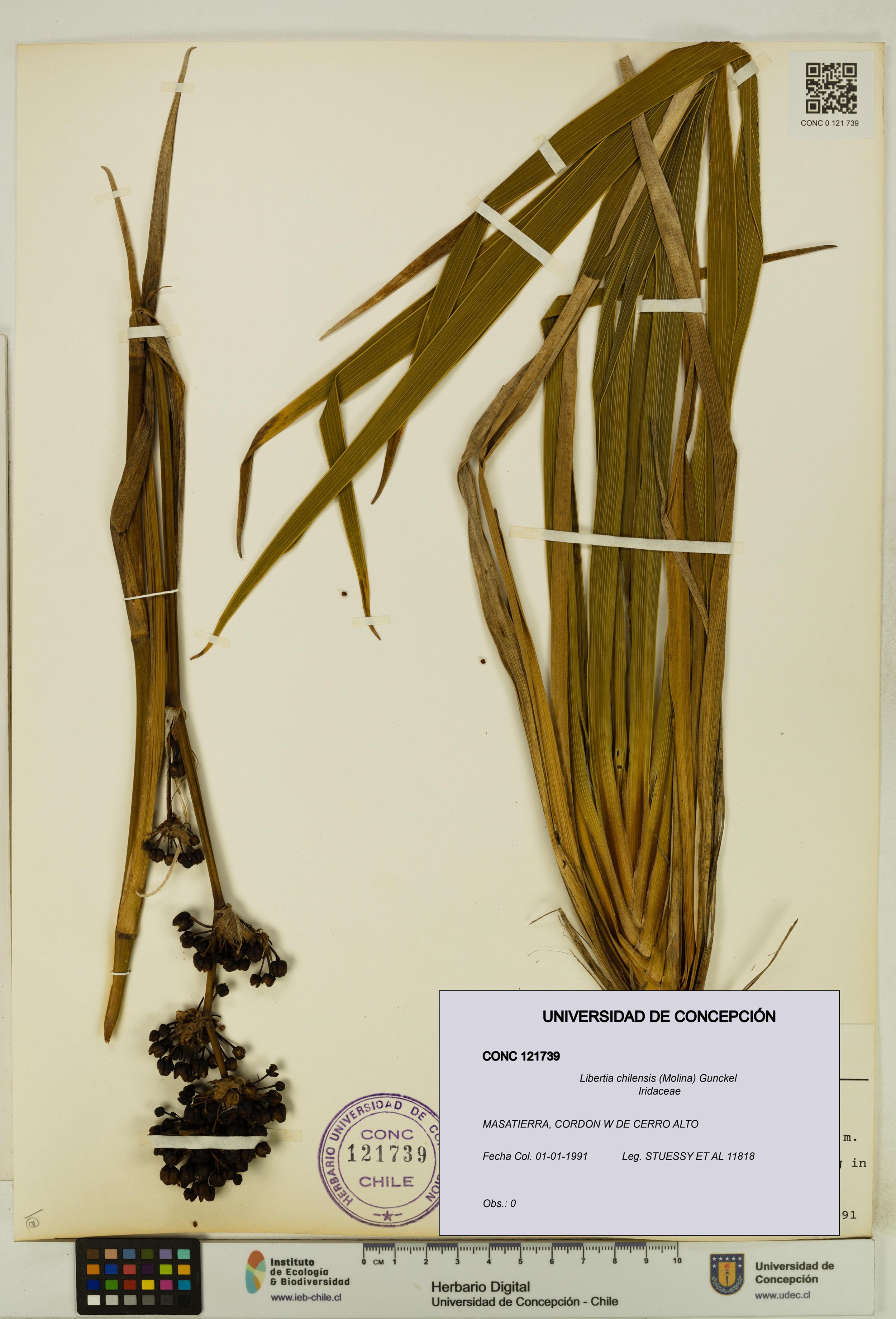 Libertia chilensis [Espécimen: ]