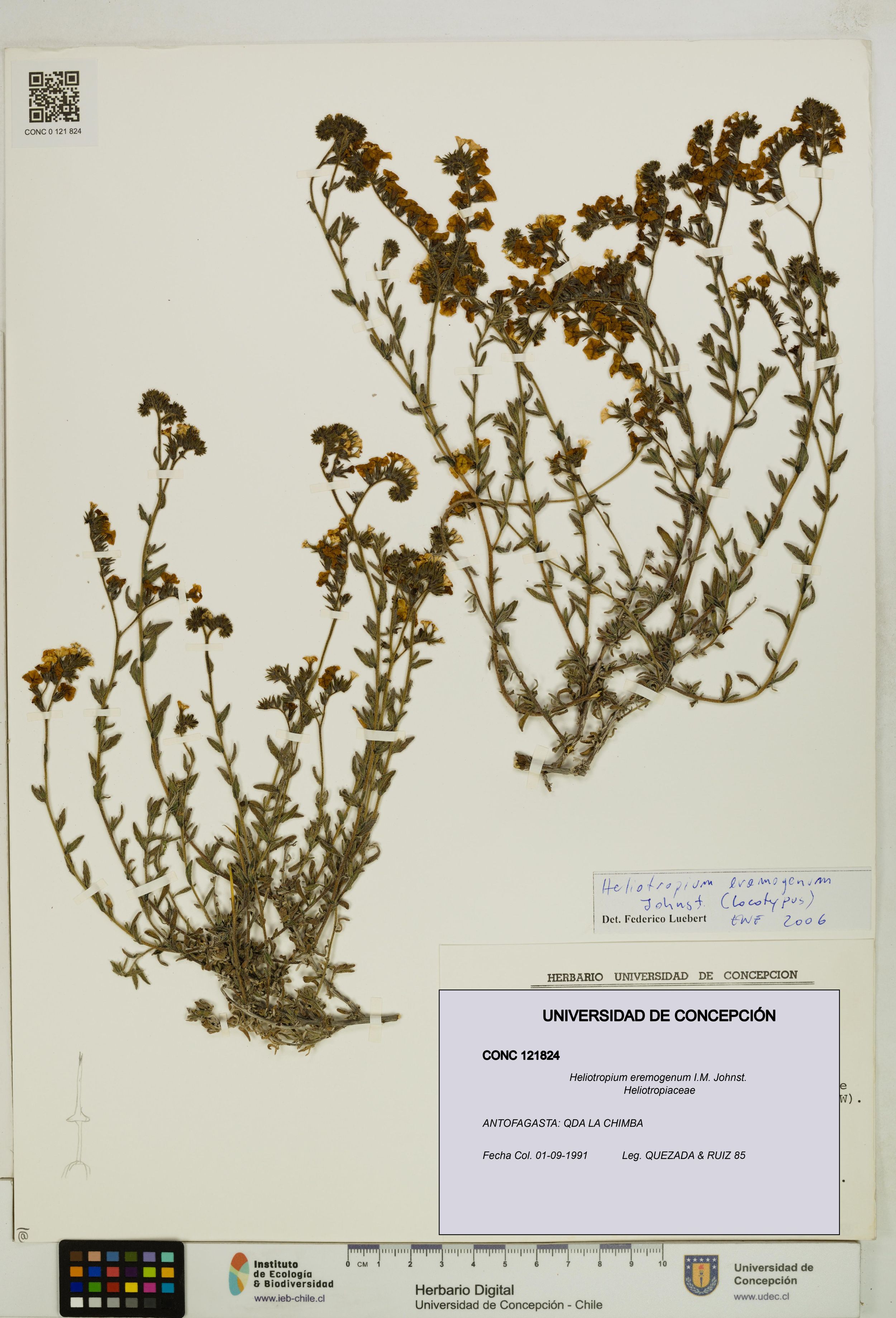 Heliotropium eremogenum [Espécimen: ]