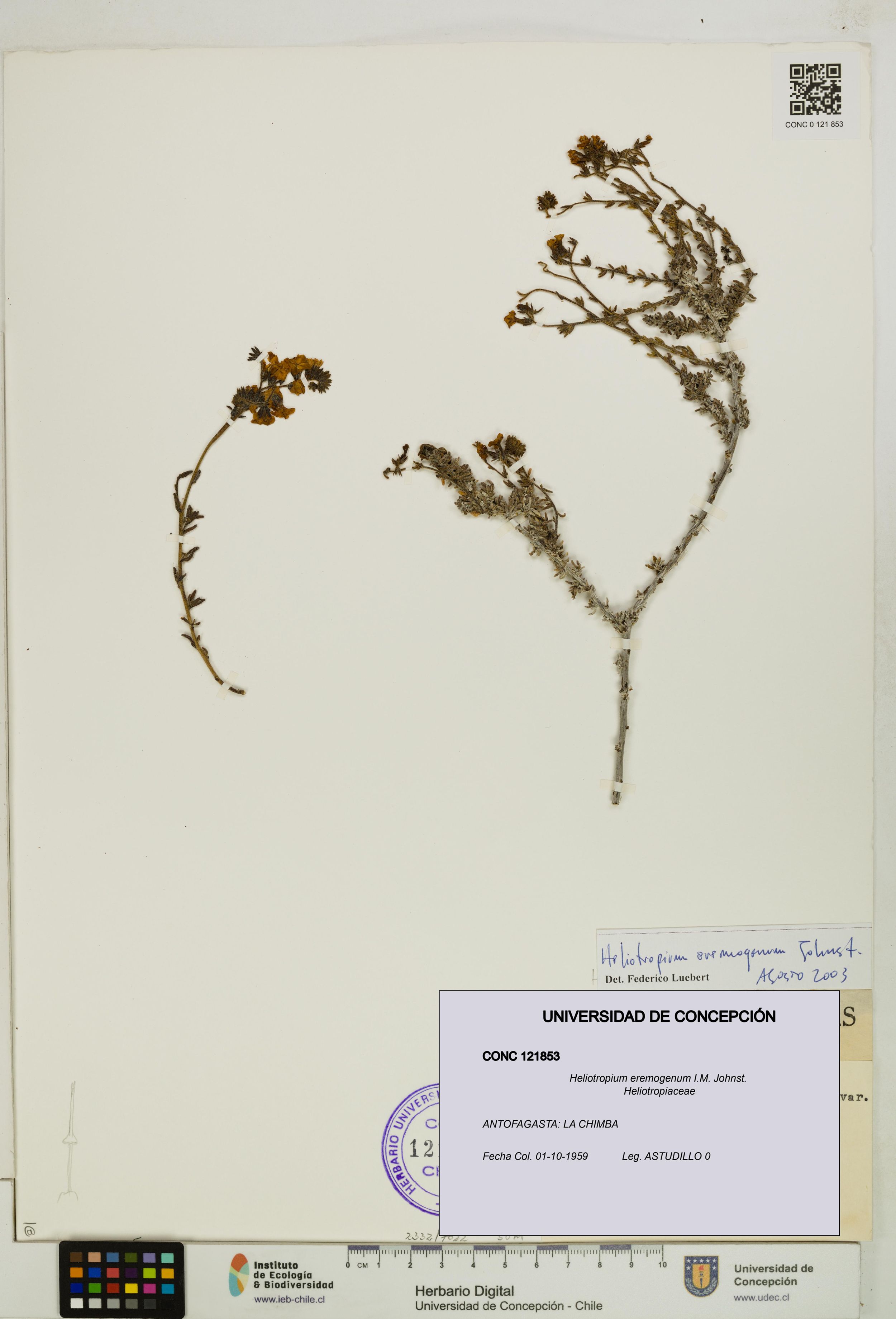 Heliotropium eremogenum [Espécimen: ]