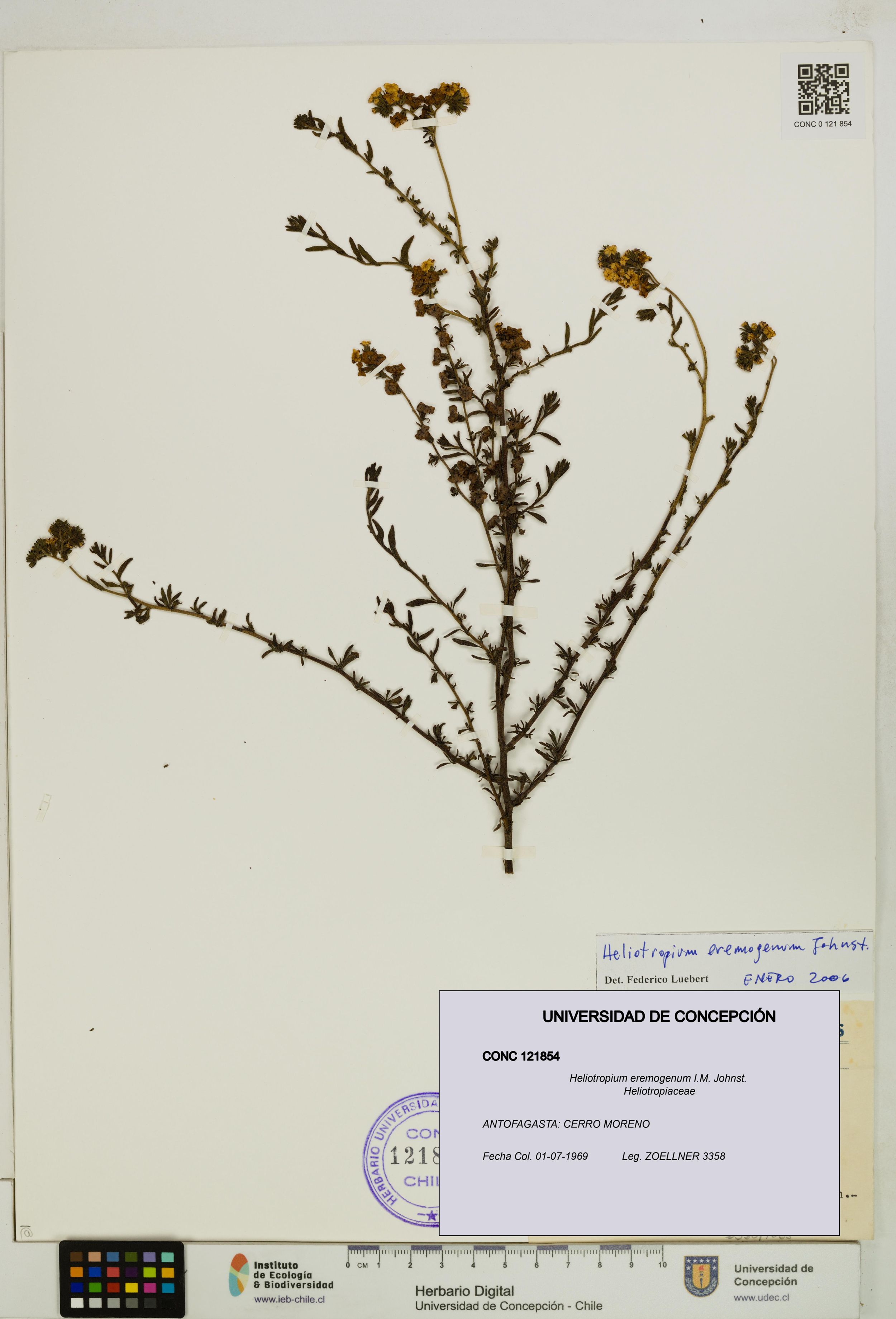 Heliotropium eremogenum [Espécimen: ]