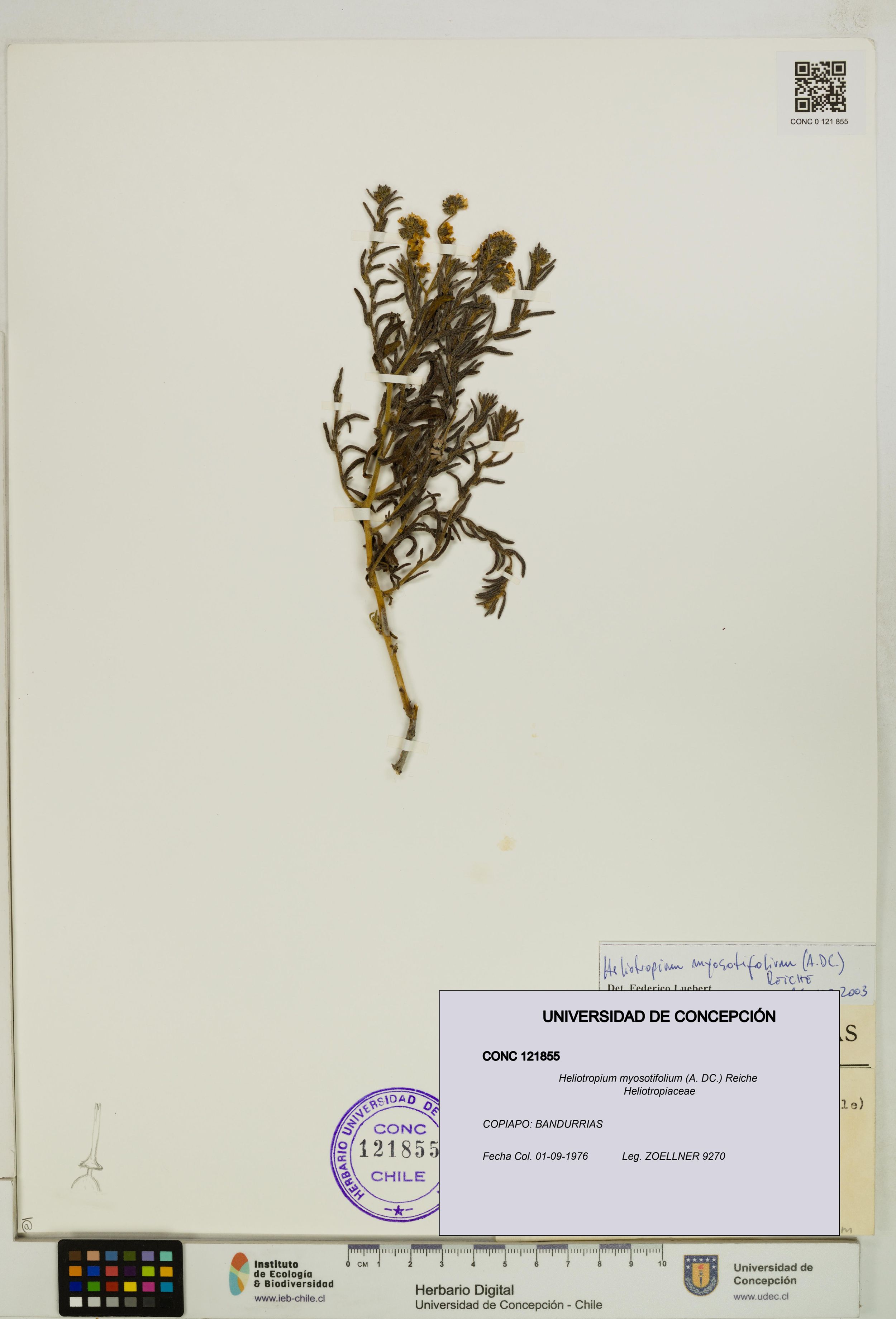 Heliotropium myosotifolium [Espécimen: ]