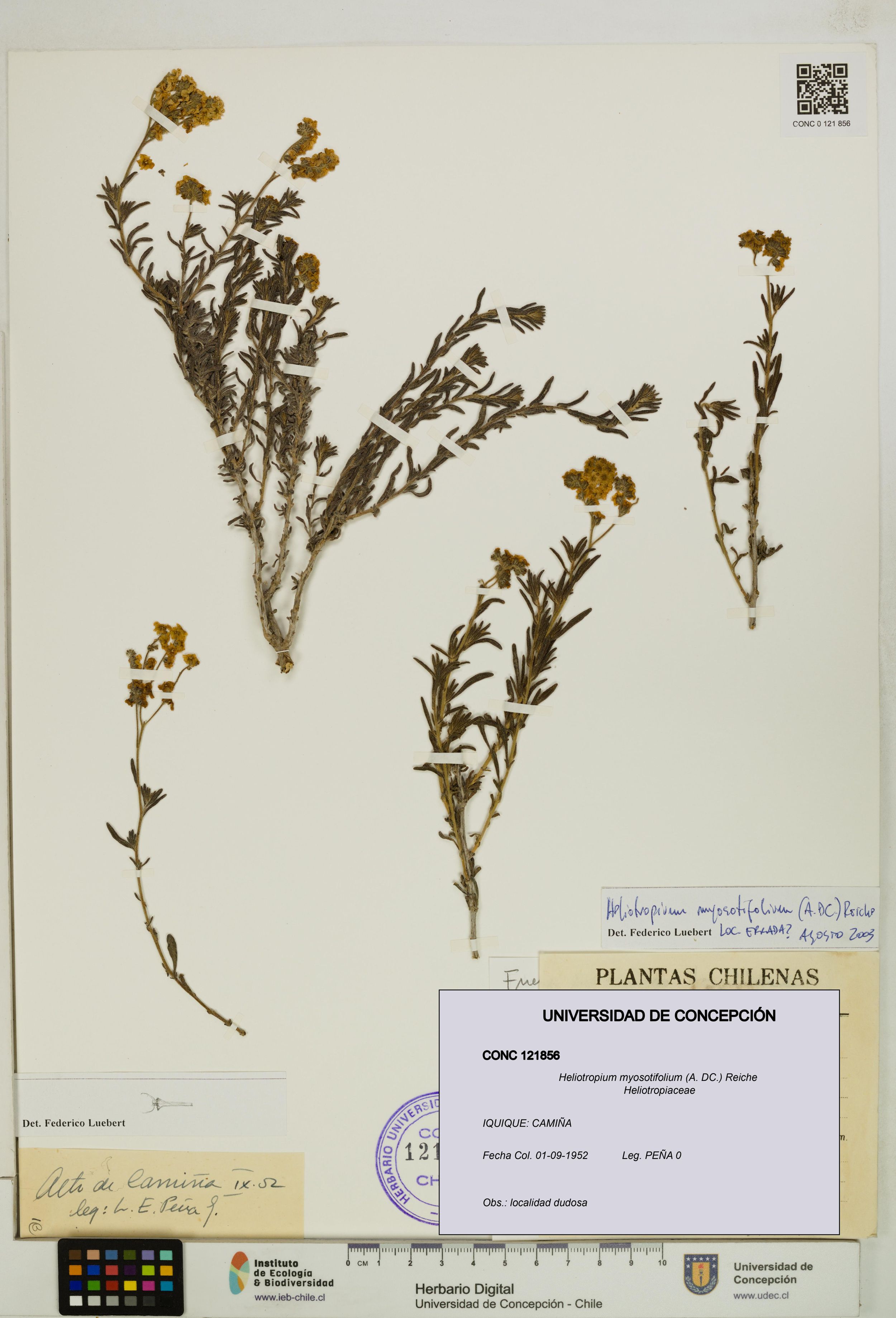 Heliotropium myosotifolium [Espécimen: ]