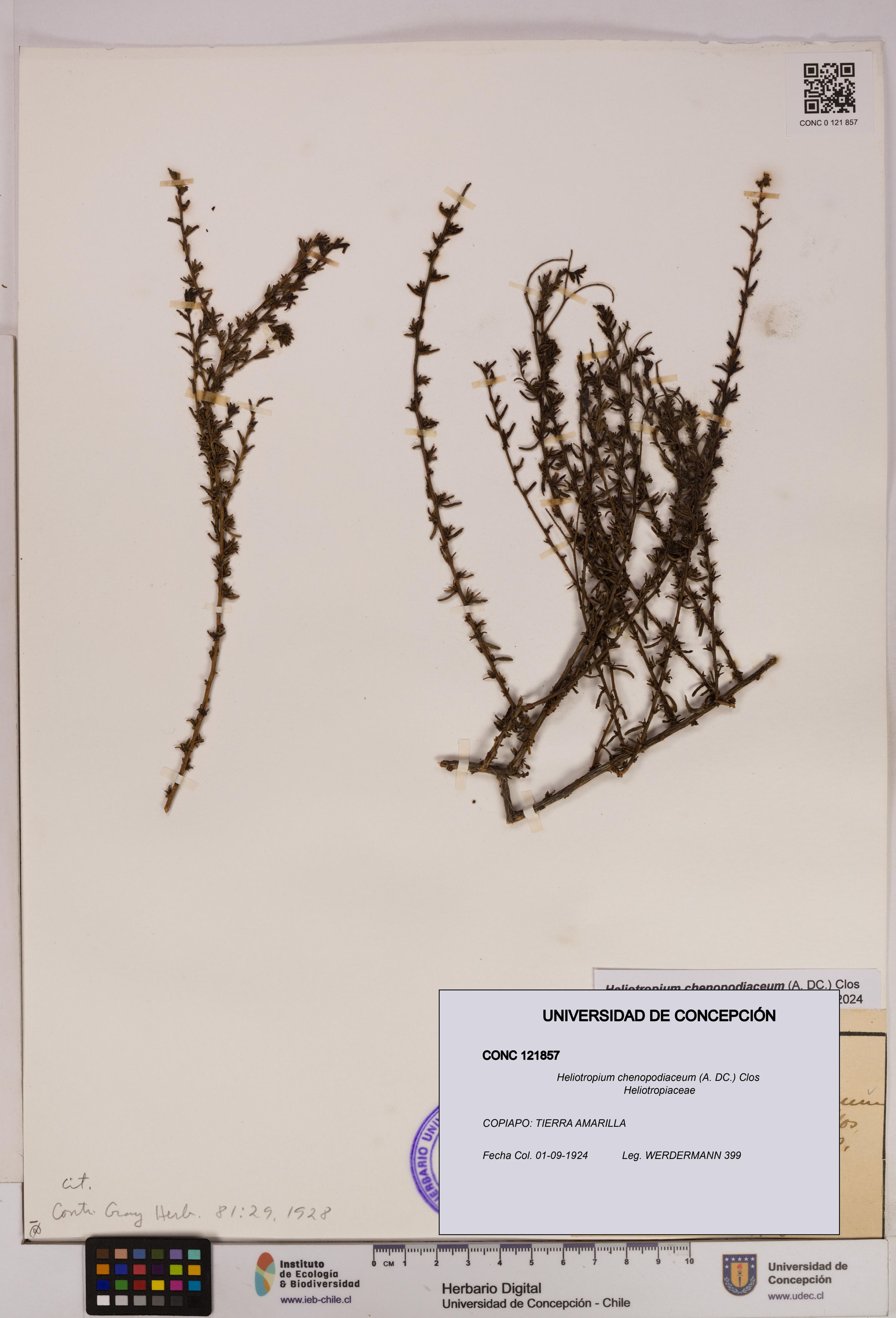 Heliotropium chenopodiaceum [Espécimen: ]