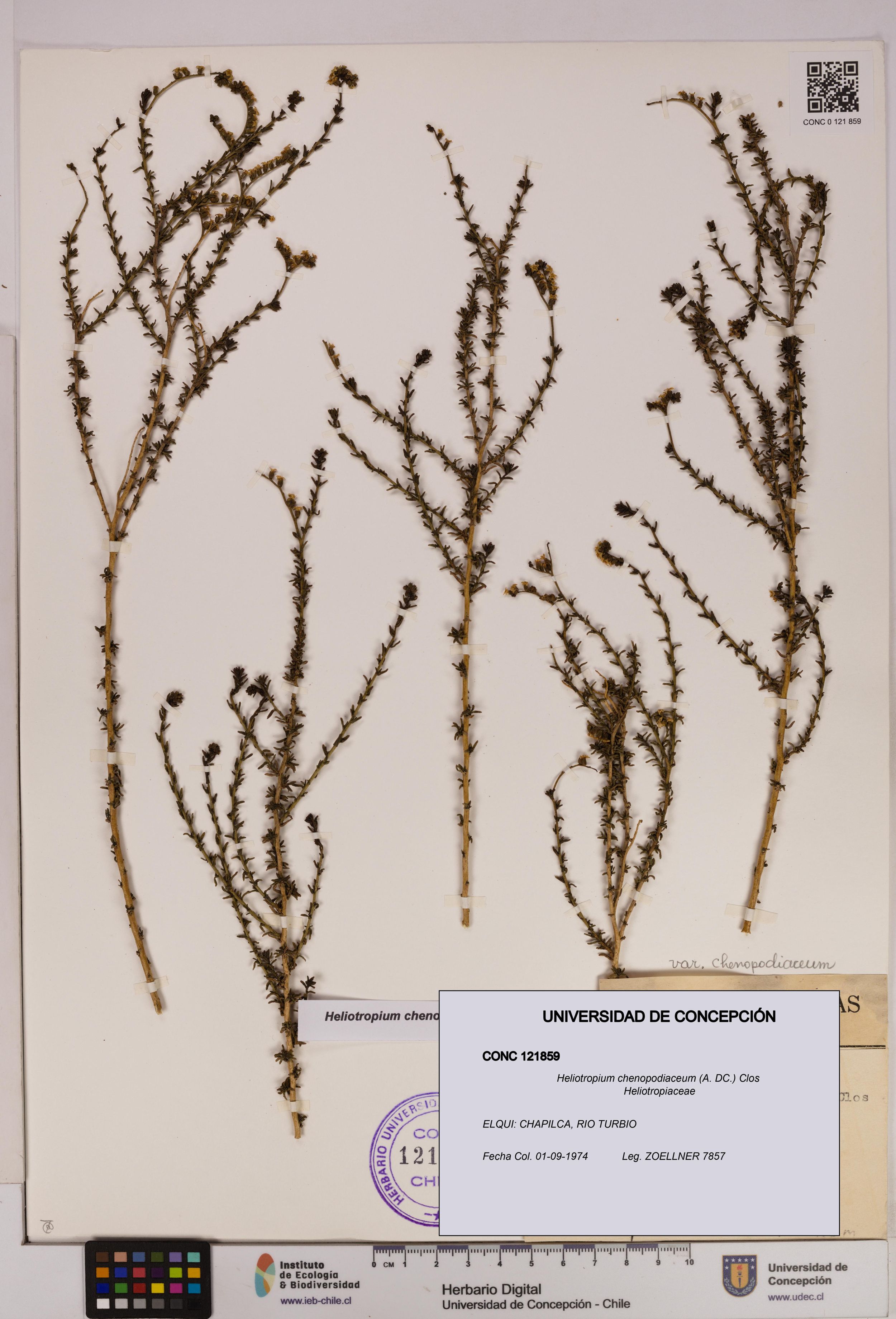 Heliotropium chenopodiaceum [Espécimen: ]