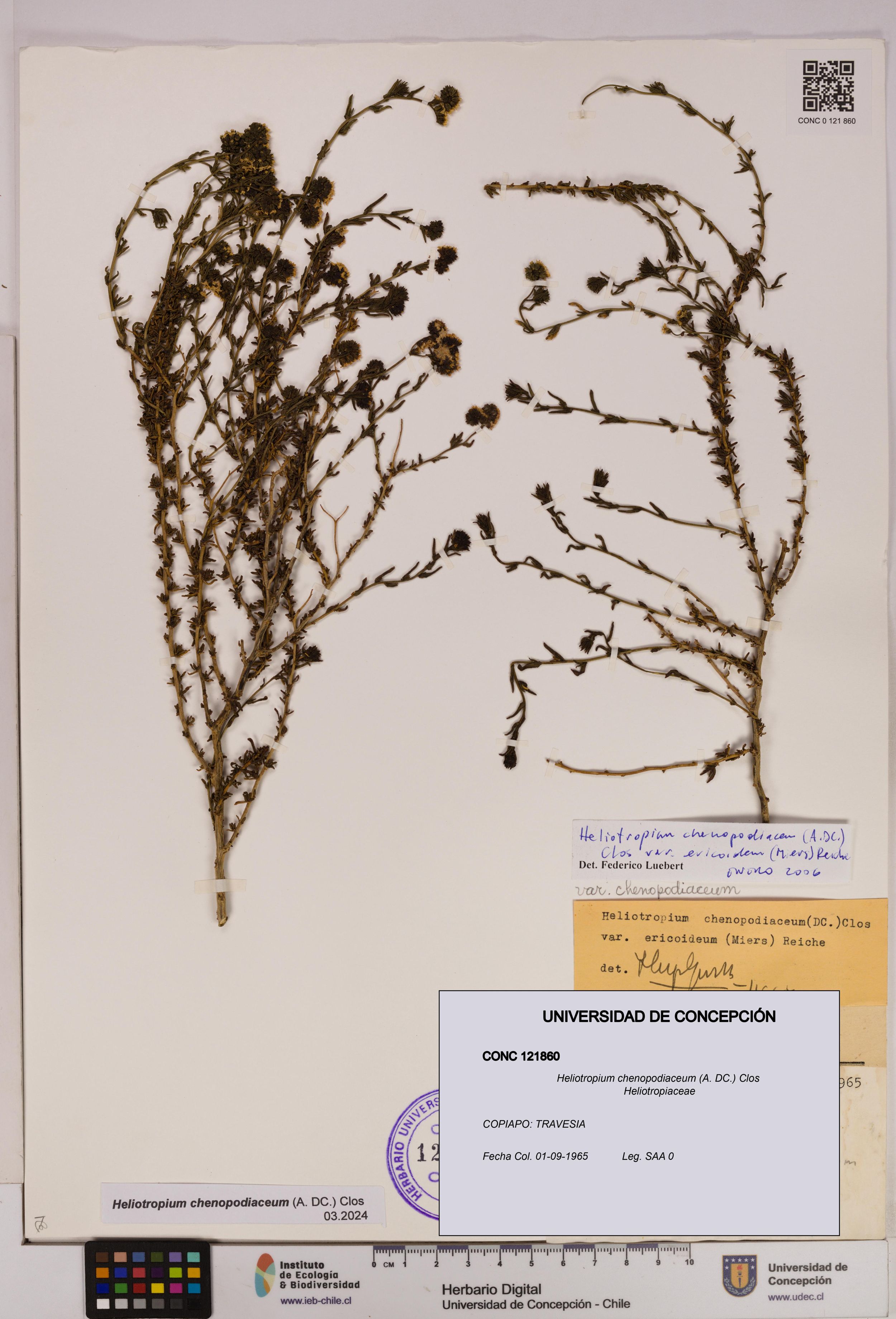 Heliotropium chenopodiaceum [Espécimen: ]
