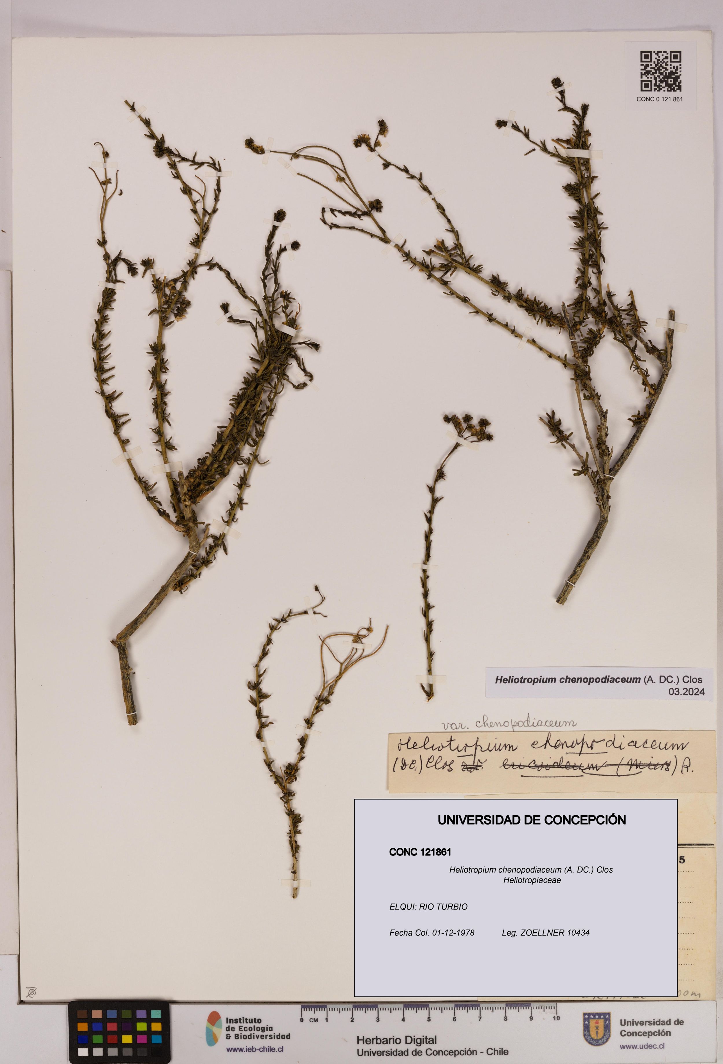Heliotropium chenopodiaceum [Espécimen: ]