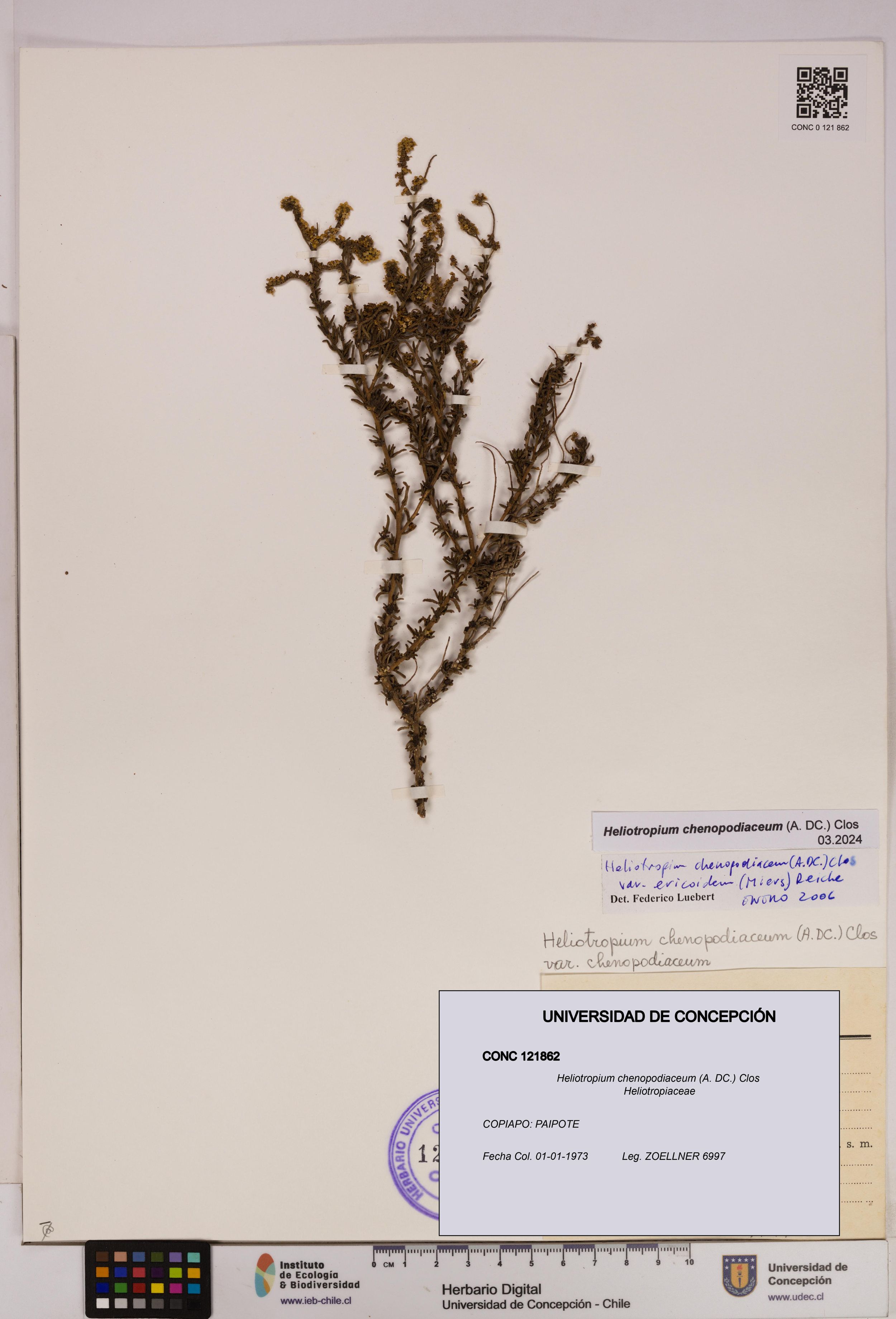 Heliotropium chenopodiaceum [Espécimen: ]