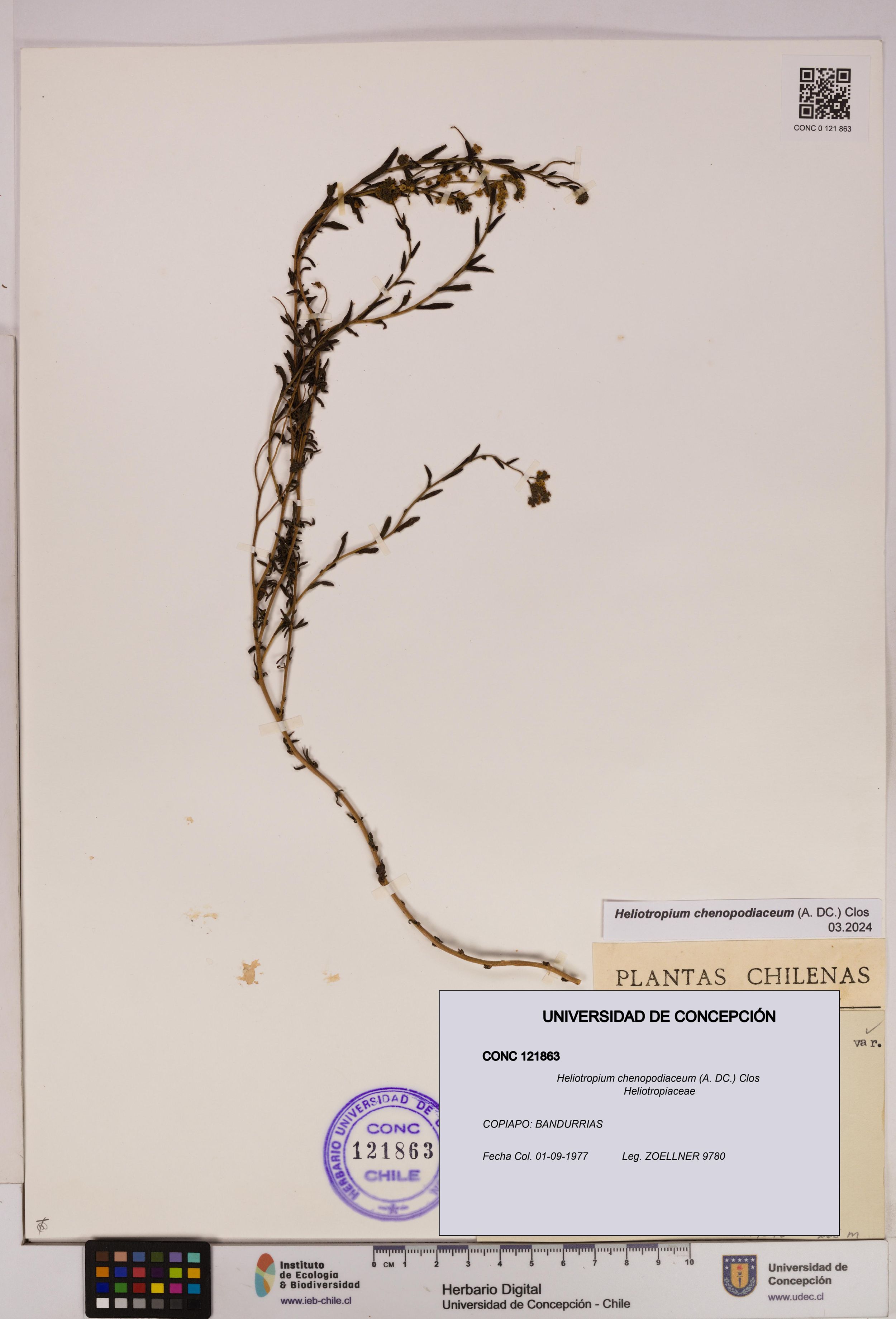 Heliotropium chenopodiaceum [Espécimen: ]