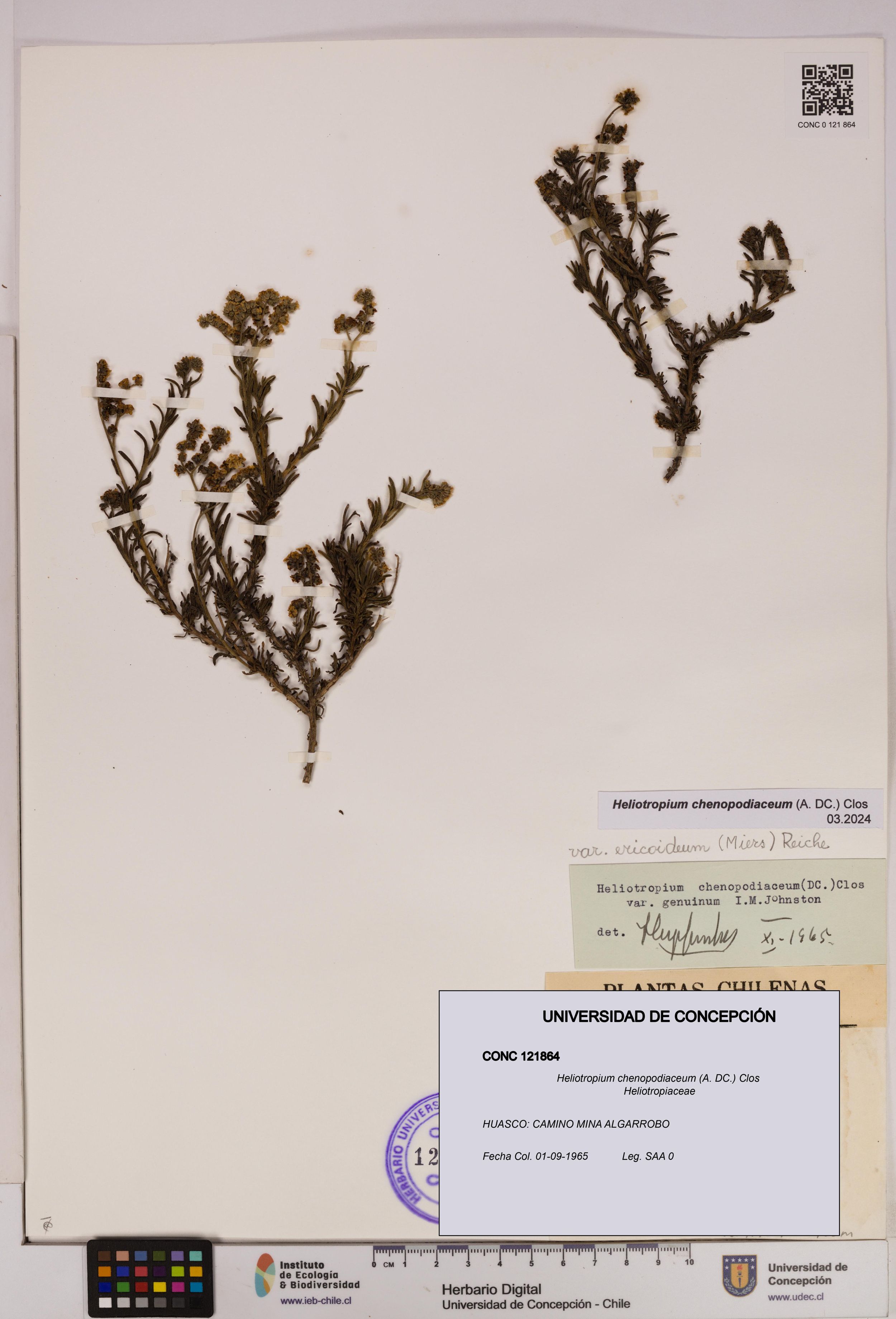 Heliotropium chenopodiaceum [Espécimen: ]