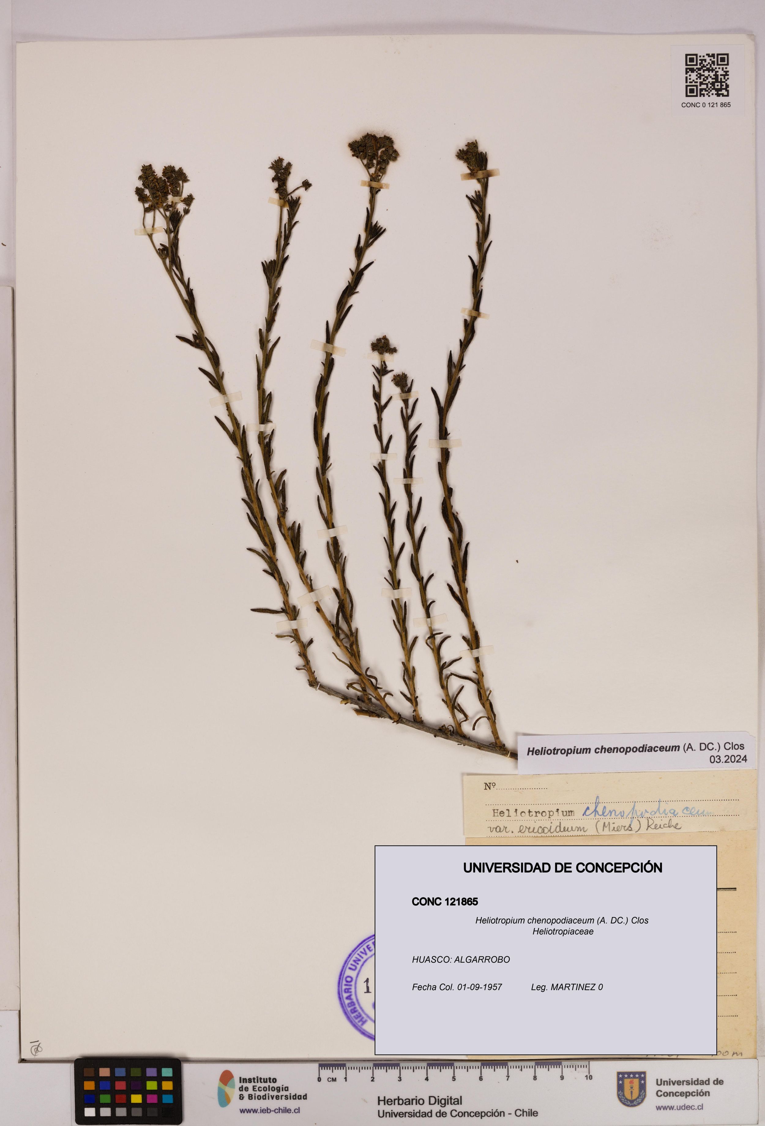 Heliotropium chenopodiaceum [Espécimen: ]