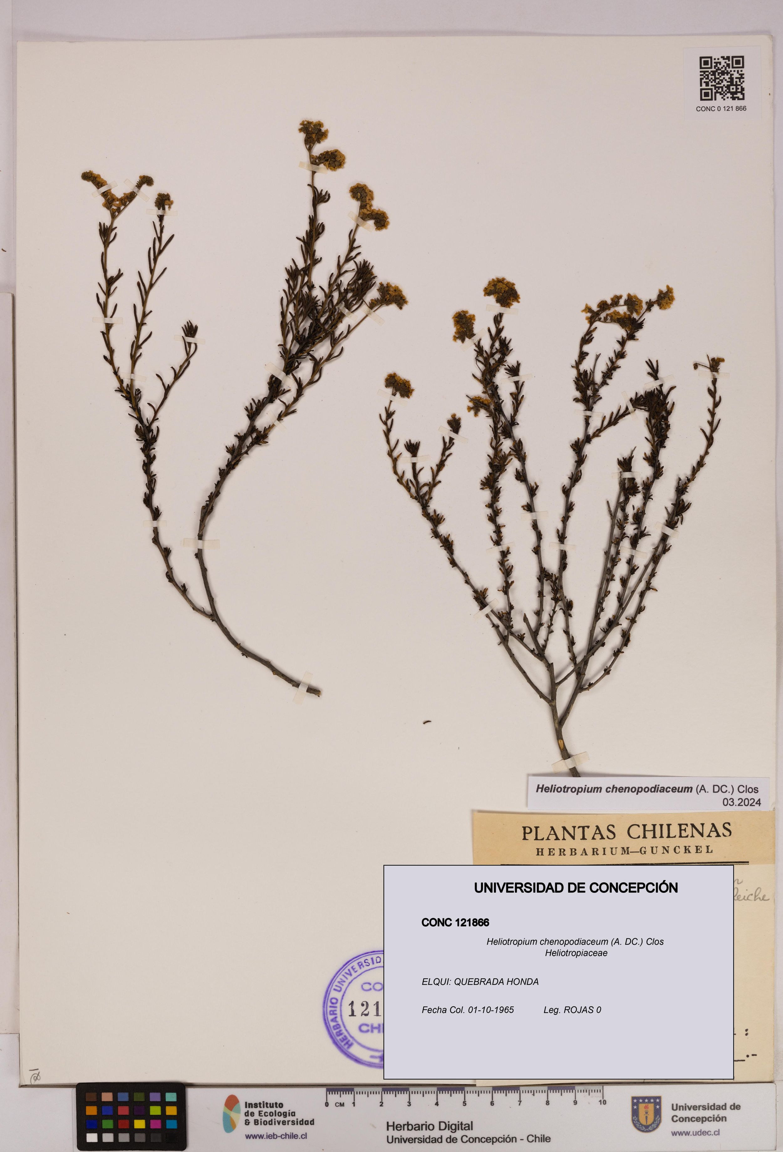 Heliotropium chenopodiaceum [Espécimen: ]