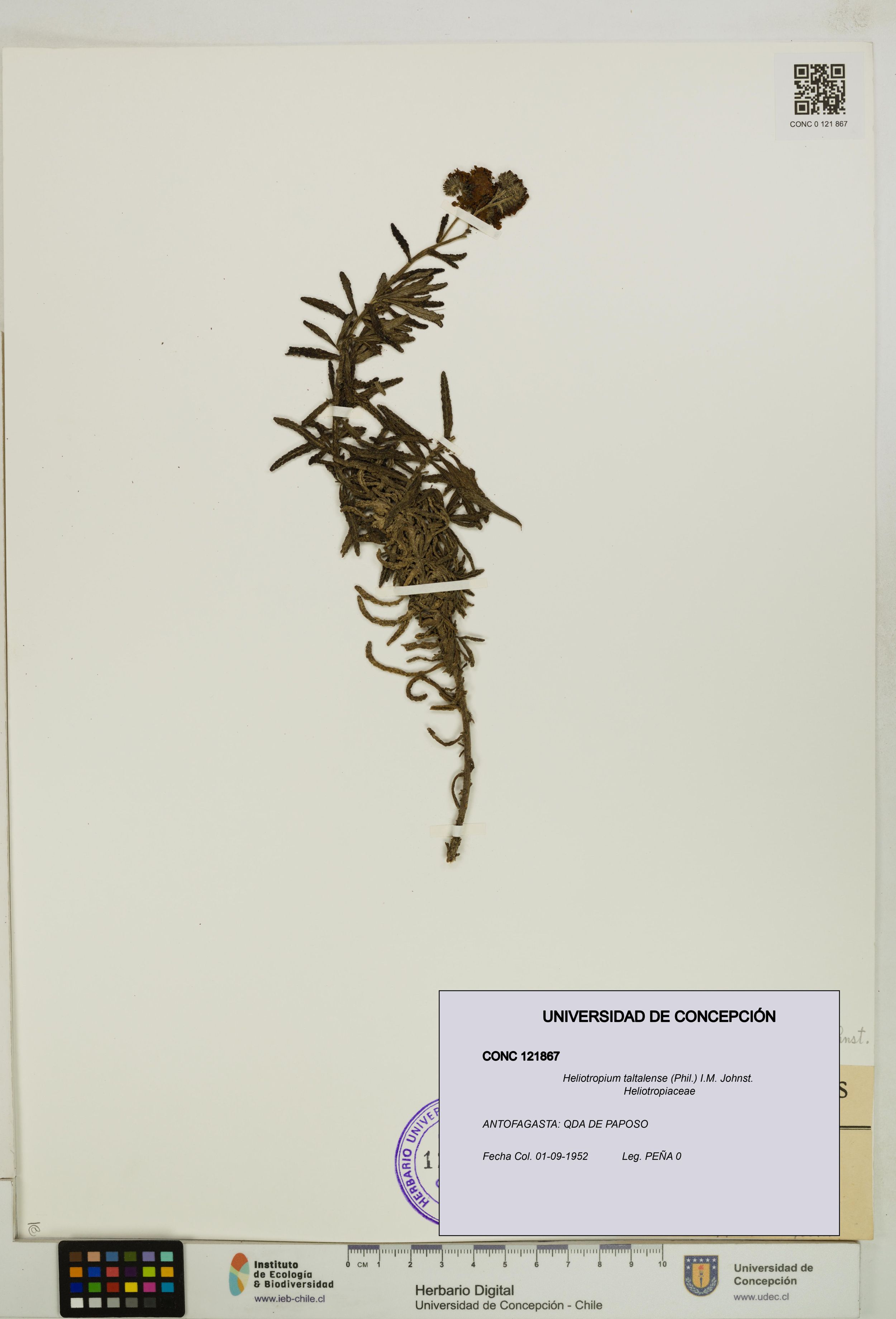 Heliotropium taltalense [Espécimen: ]