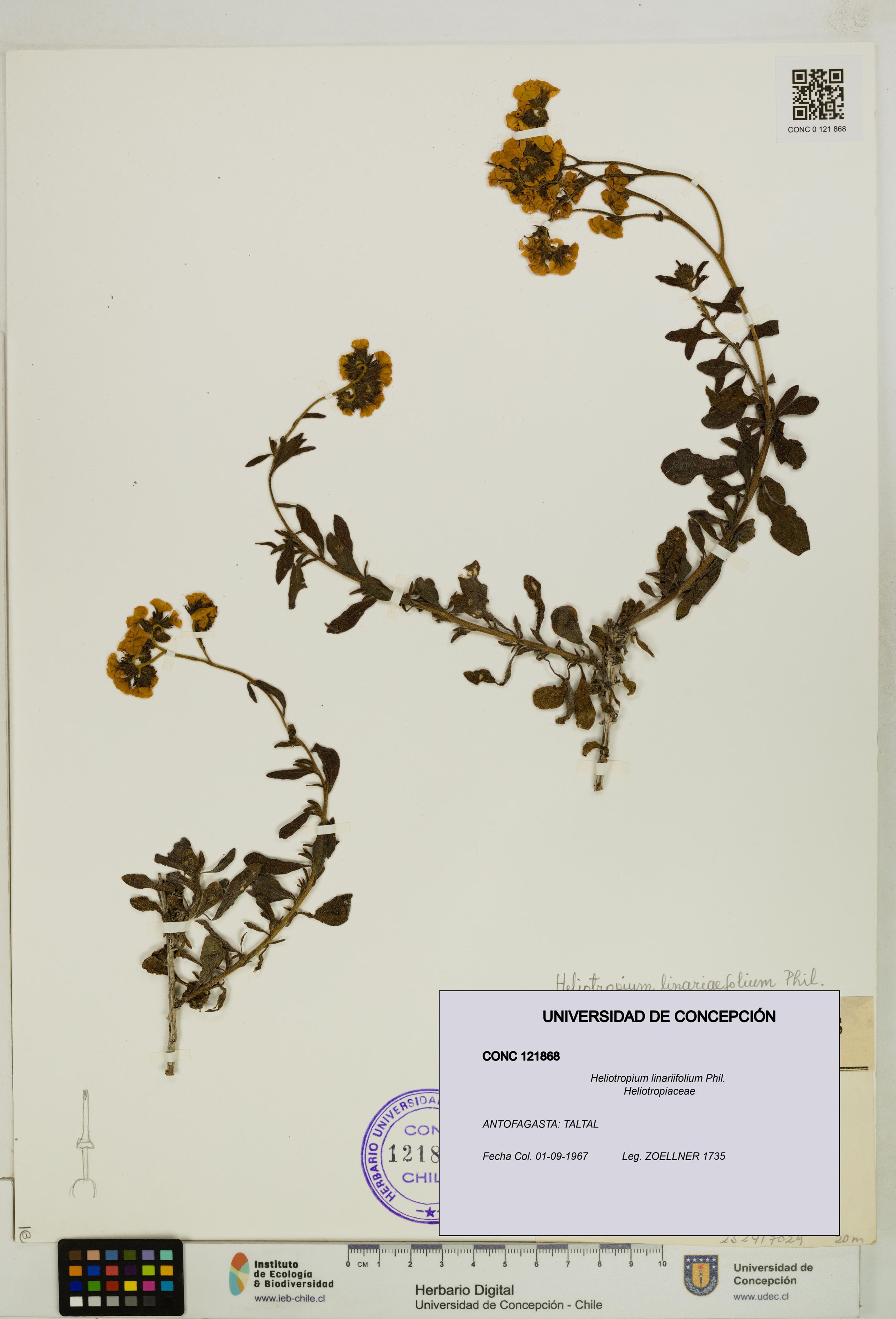 Heliotropium linariifolium [Espécimen: ]