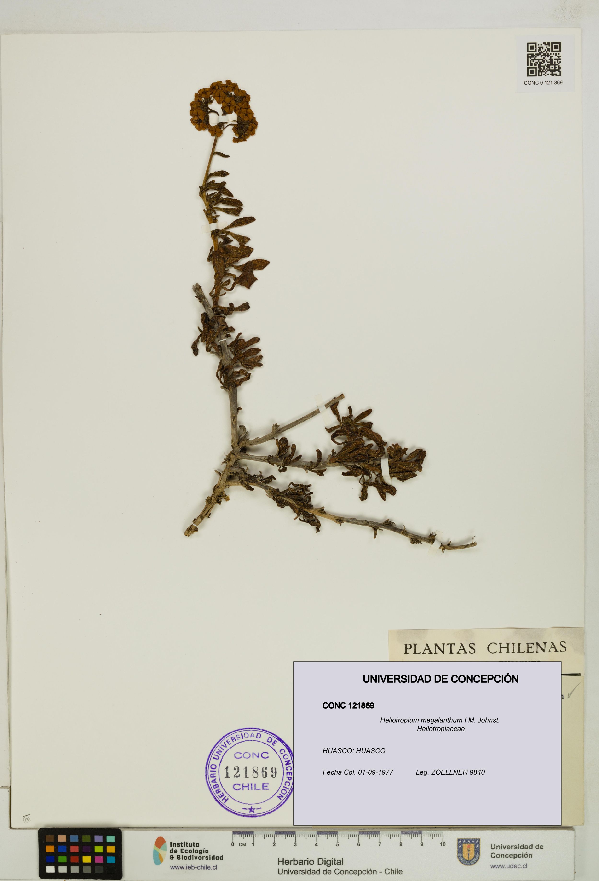 Heliotropium megalanthum [Espécimen: ]
