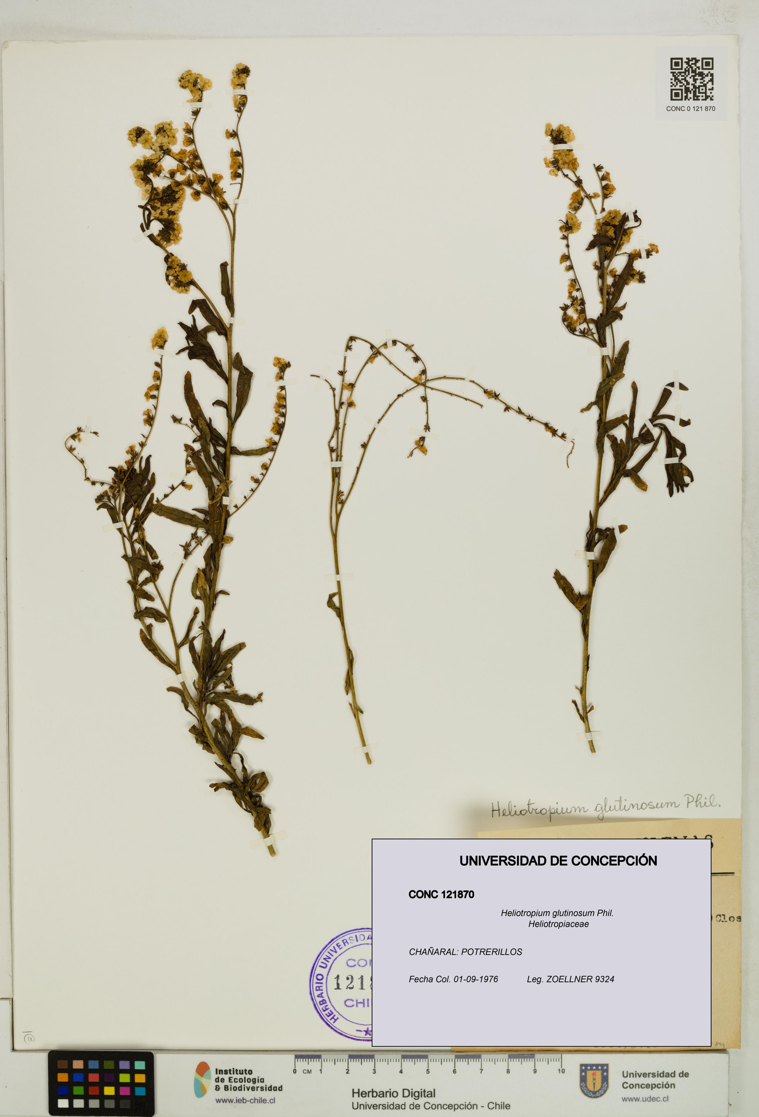 Heliotropium glutinosum [Espécimen: ]