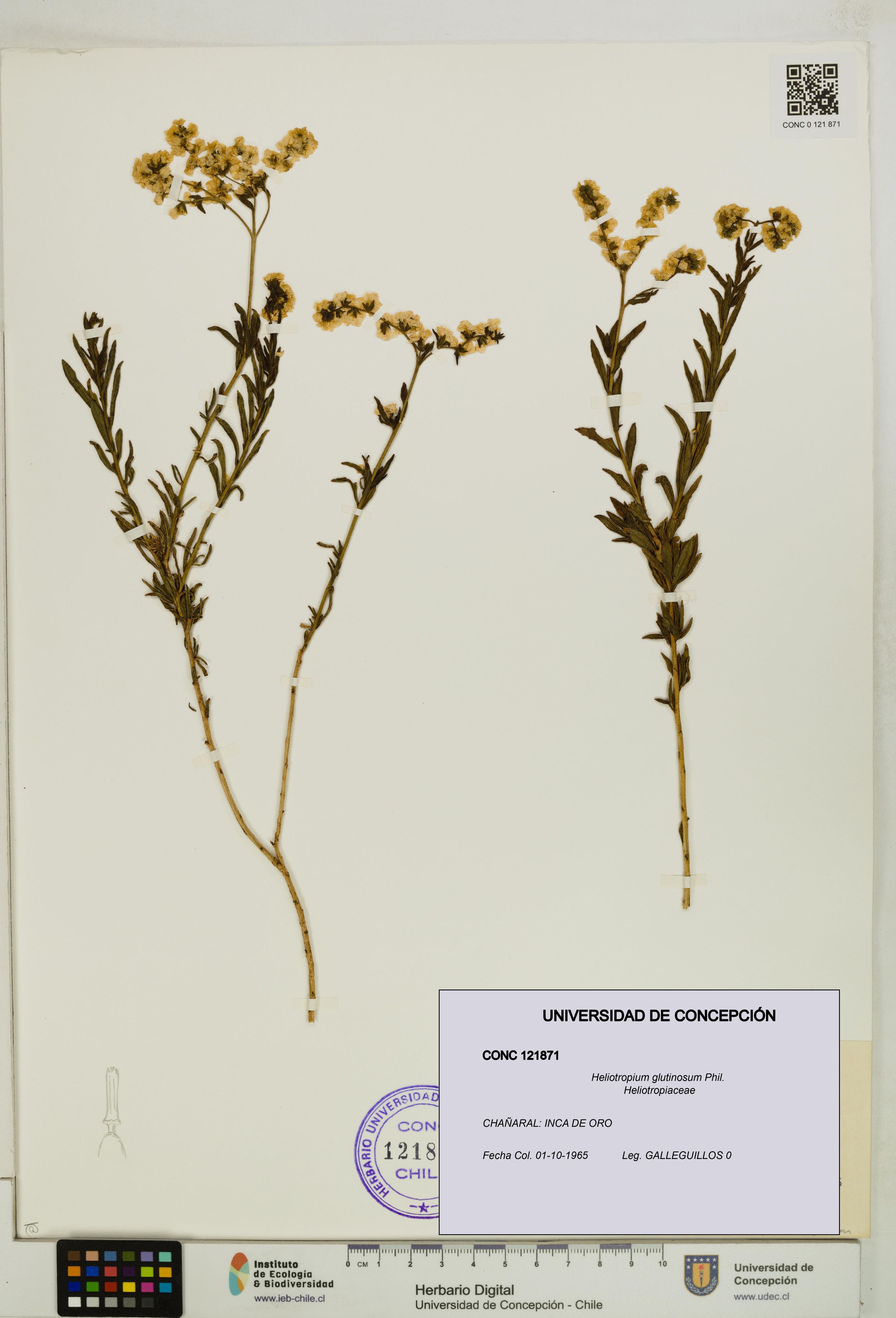 Heliotropium glutinosum [Espécimen: ]