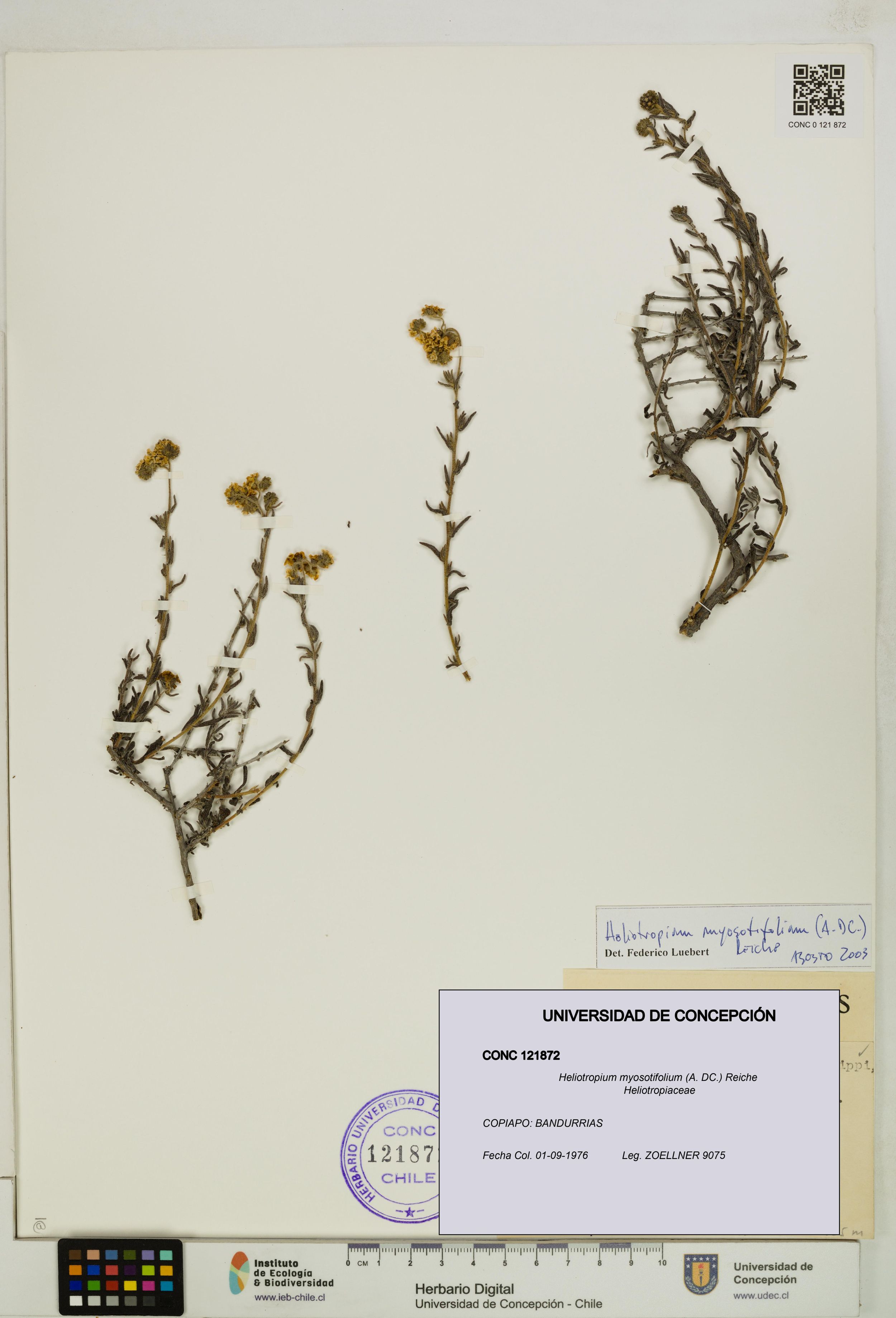 Heliotropium myosotifolium [Espécimen: ]