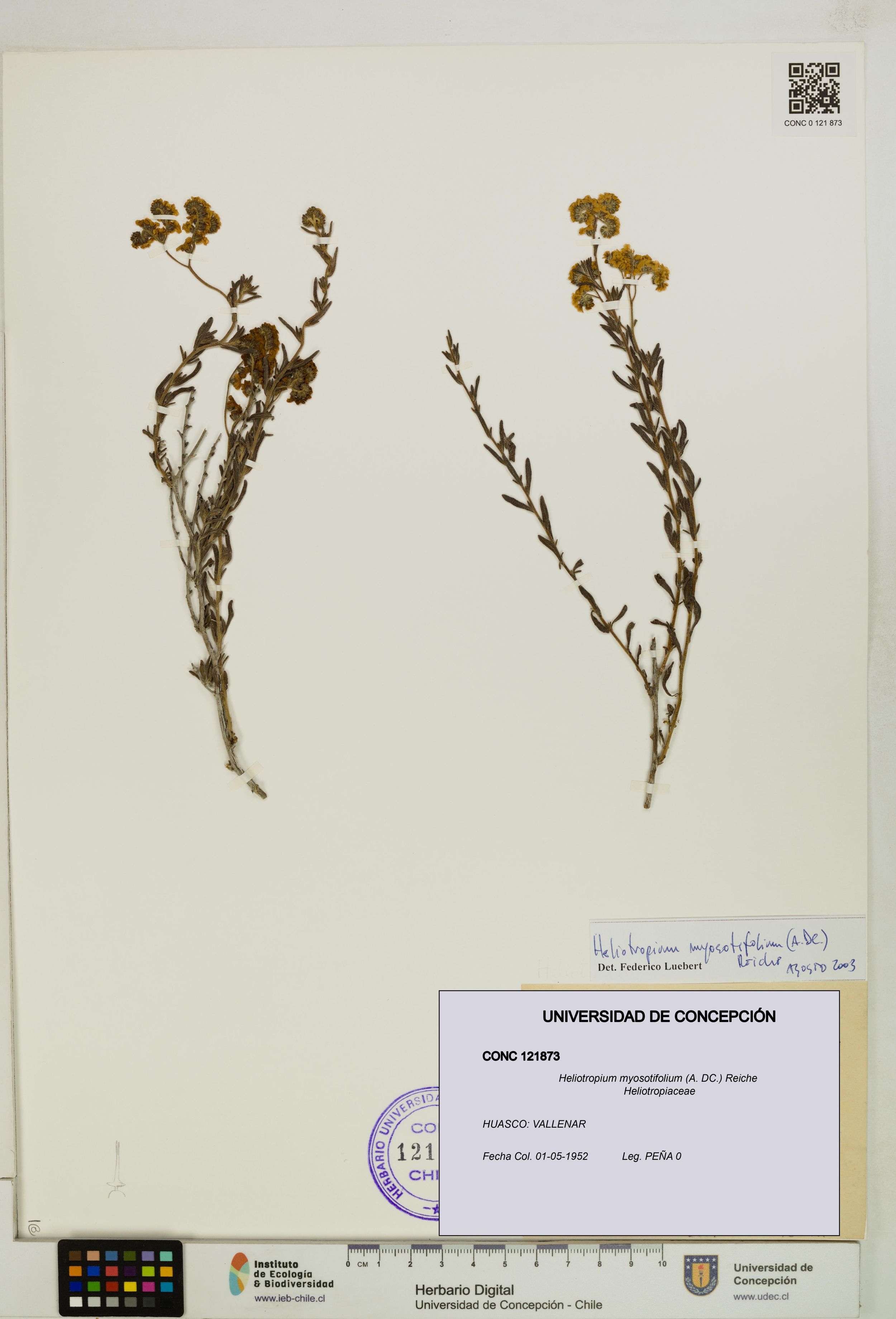 Heliotropium myosotifolium [Espécimen: ]