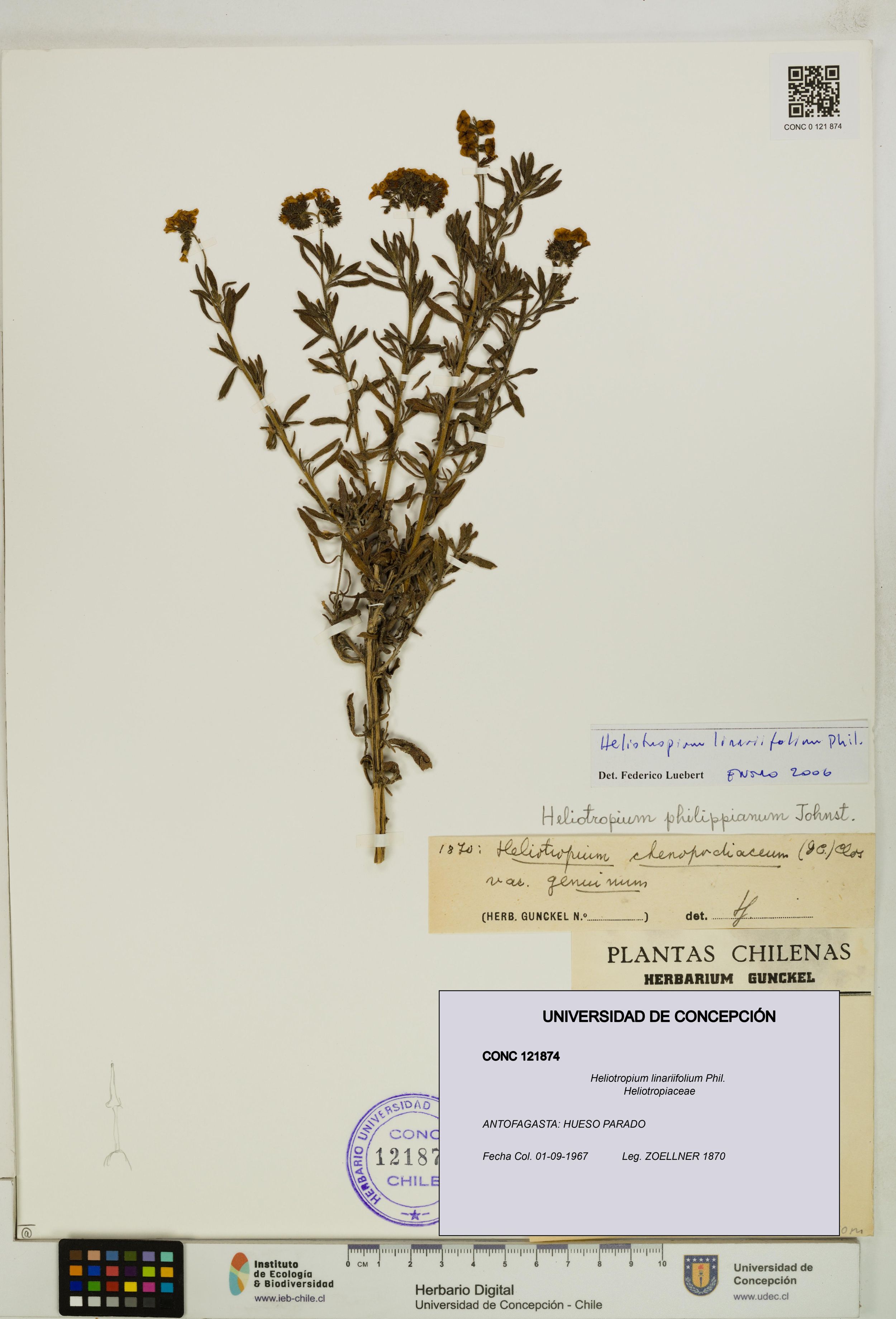 Heliotropium linariifolium [Espécimen: ]