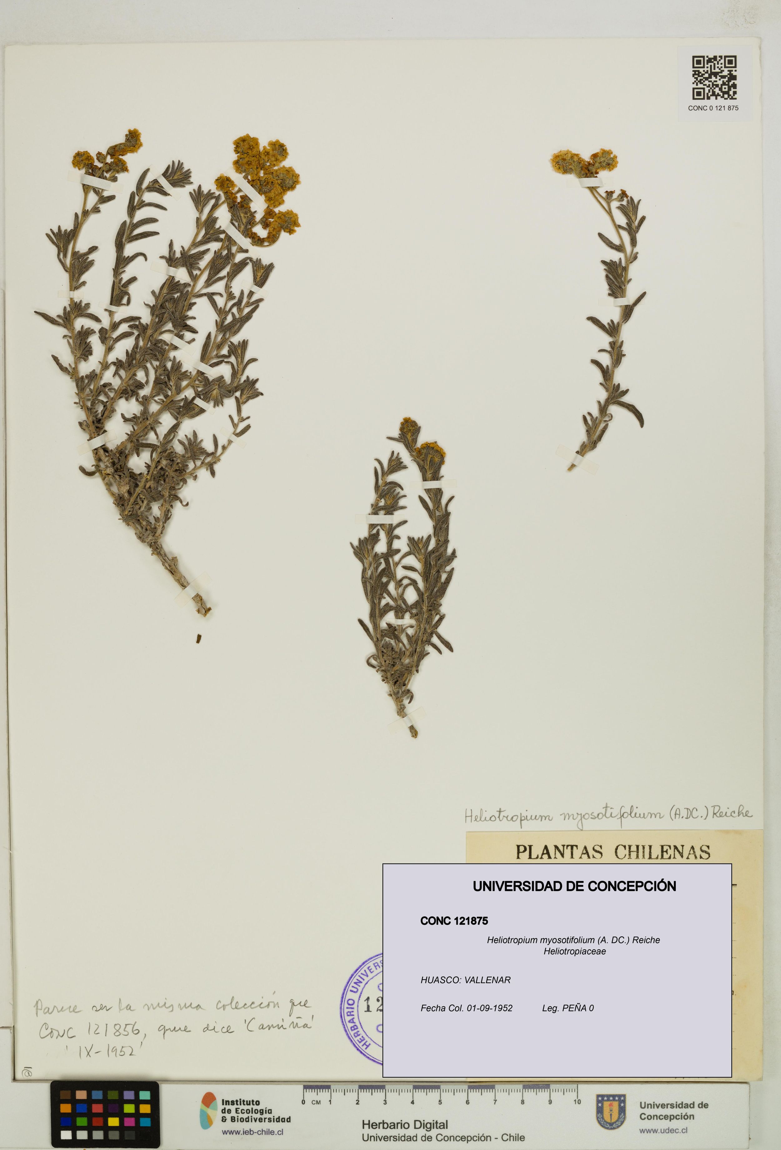 Heliotropium myosotifolium [Espécimen: ]