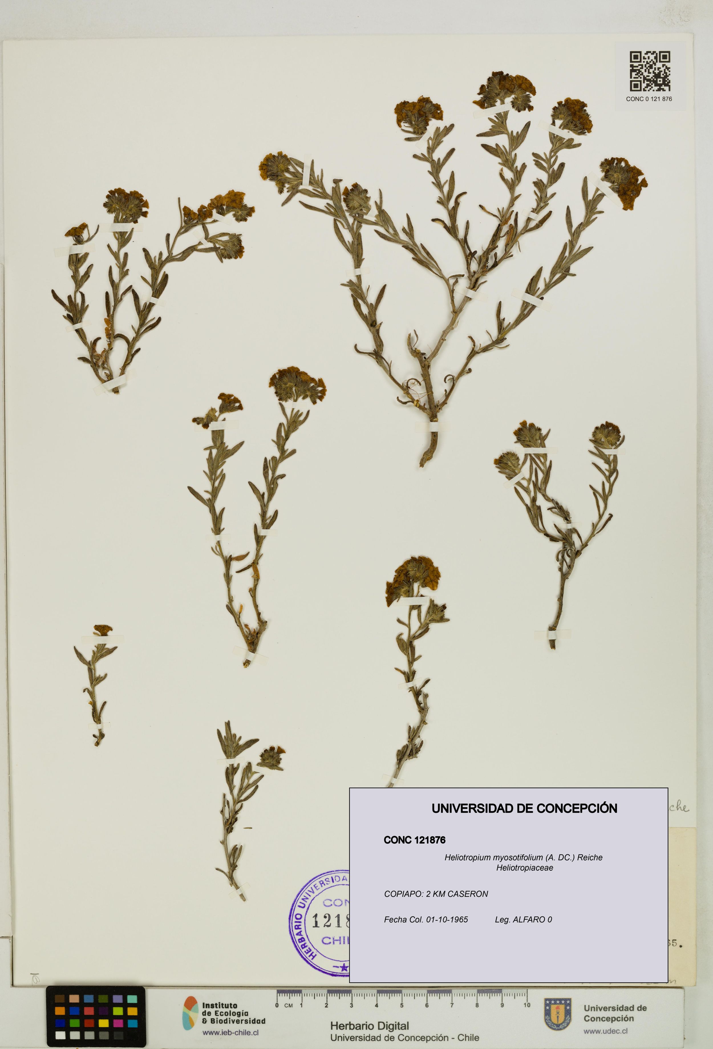 Heliotropium myosotifolium [Espécimen: ]