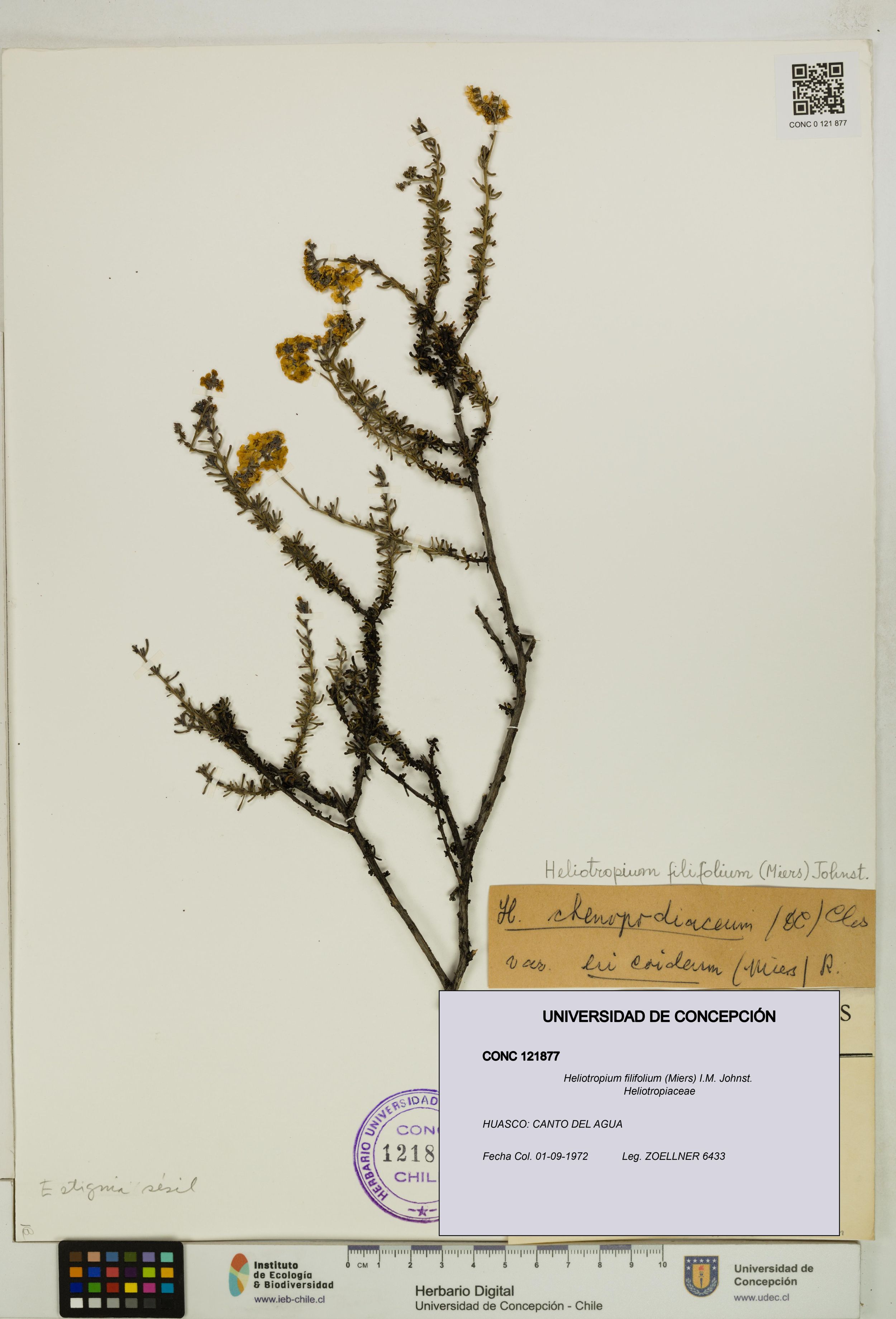 Heliotropium filifolium [Espécimen: ]