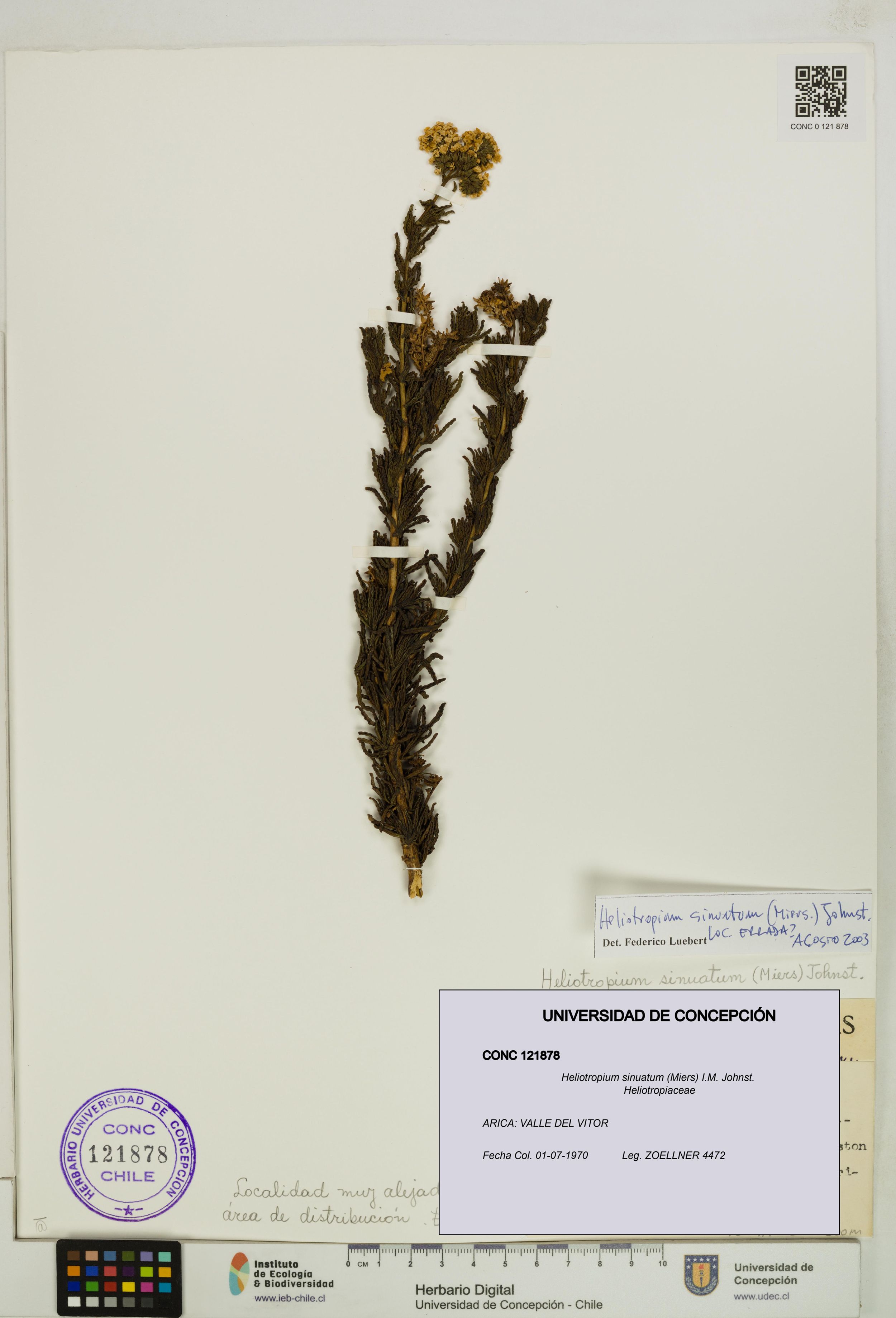 Heliotropium sinuatum [Espécimen: ]