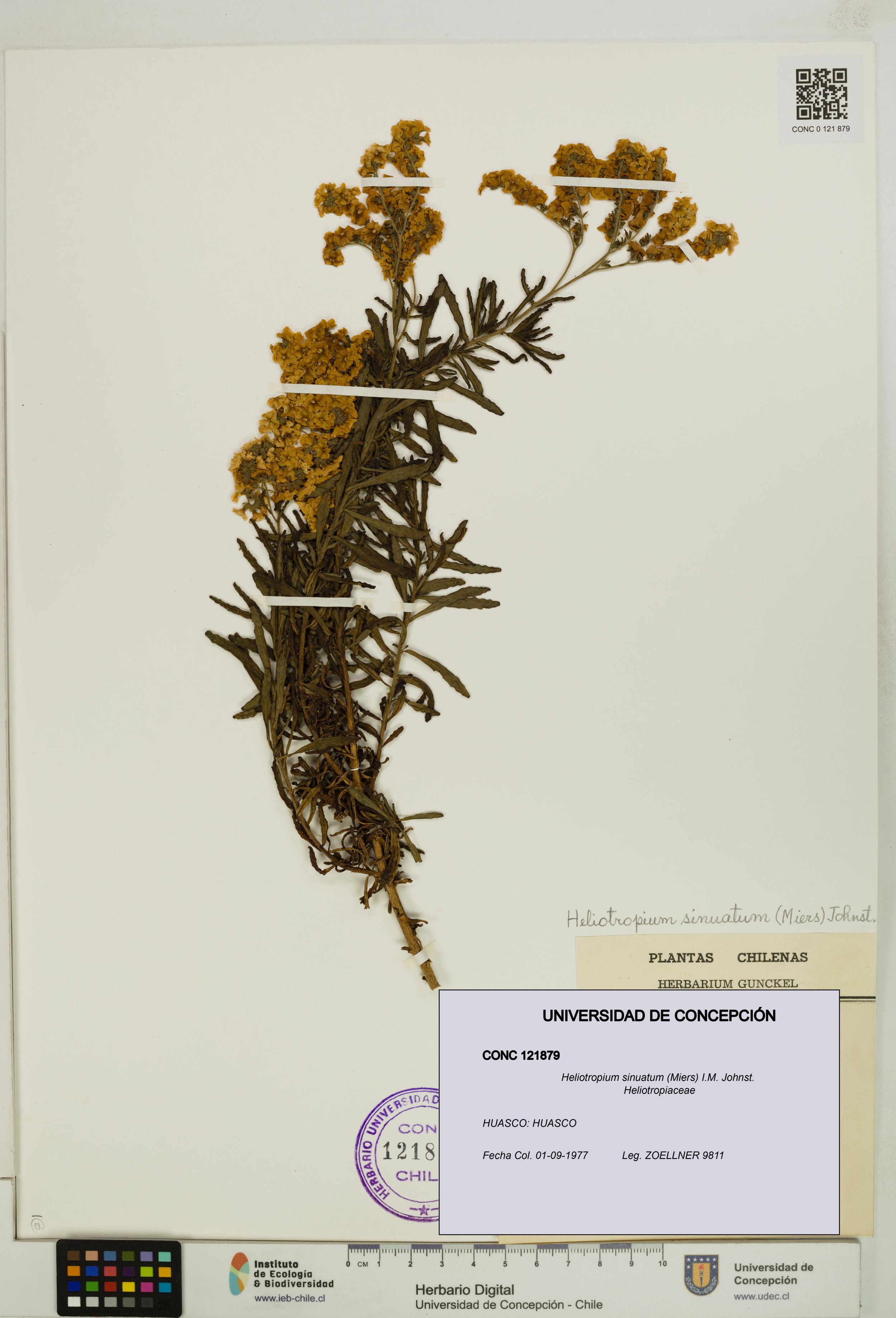 Heliotropium sinuatum [Espécimen: ]