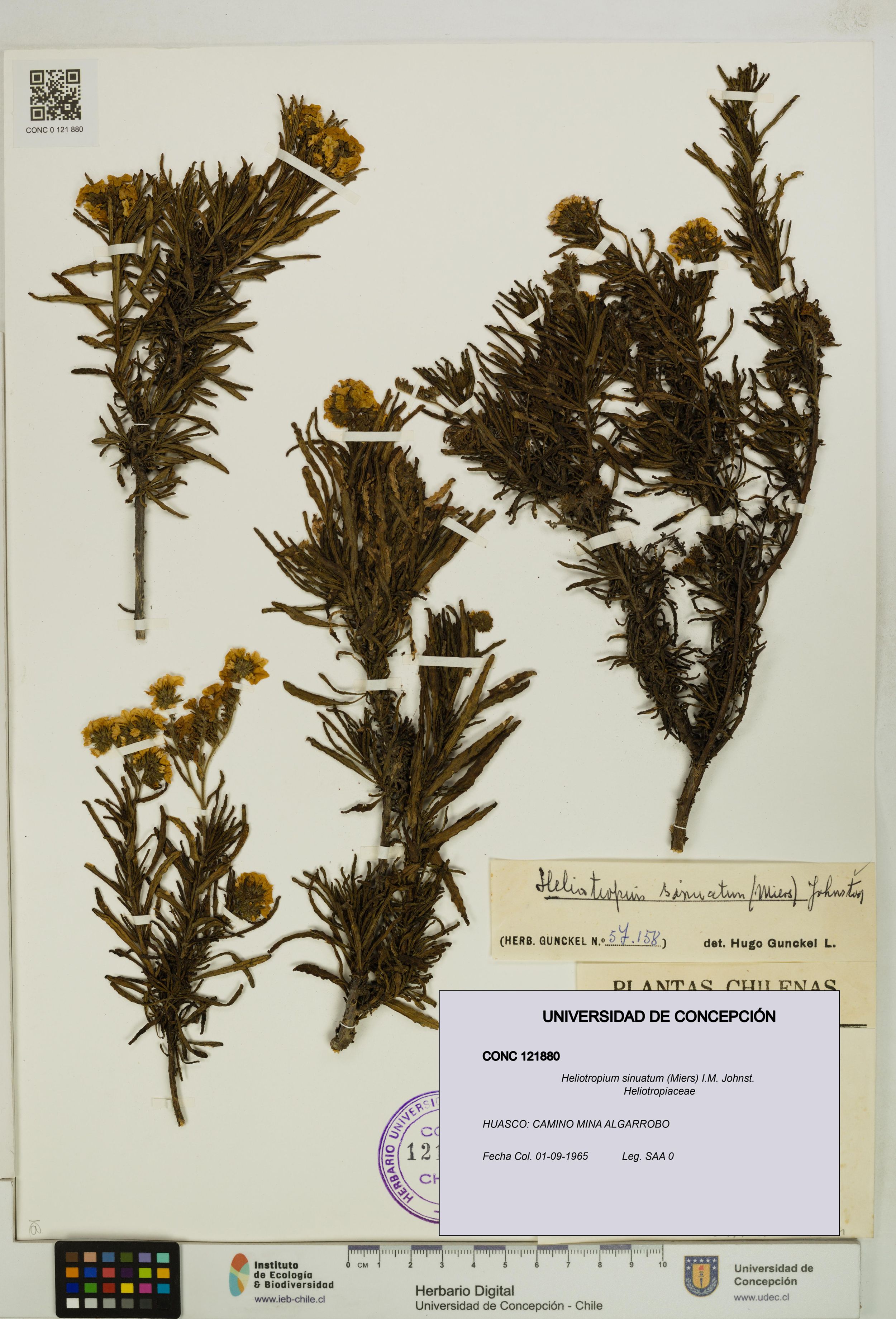 Heliotropium sinuatum [Espécimen: ]