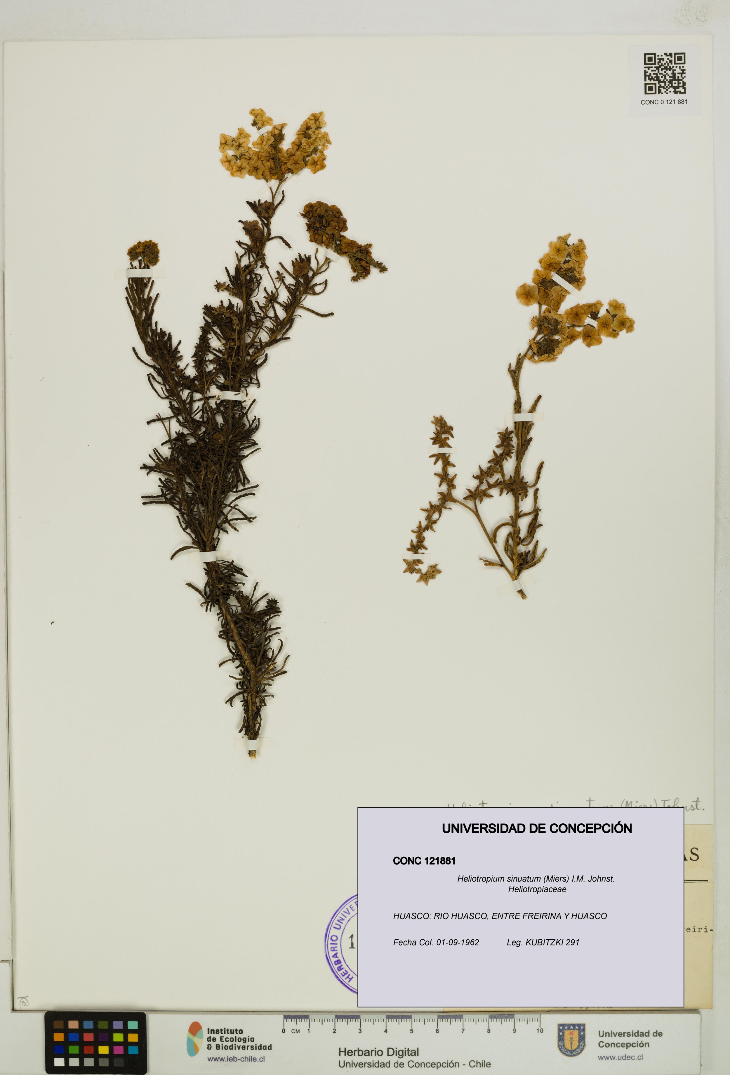 Heliotropium sinuatum [Espécimen: ]