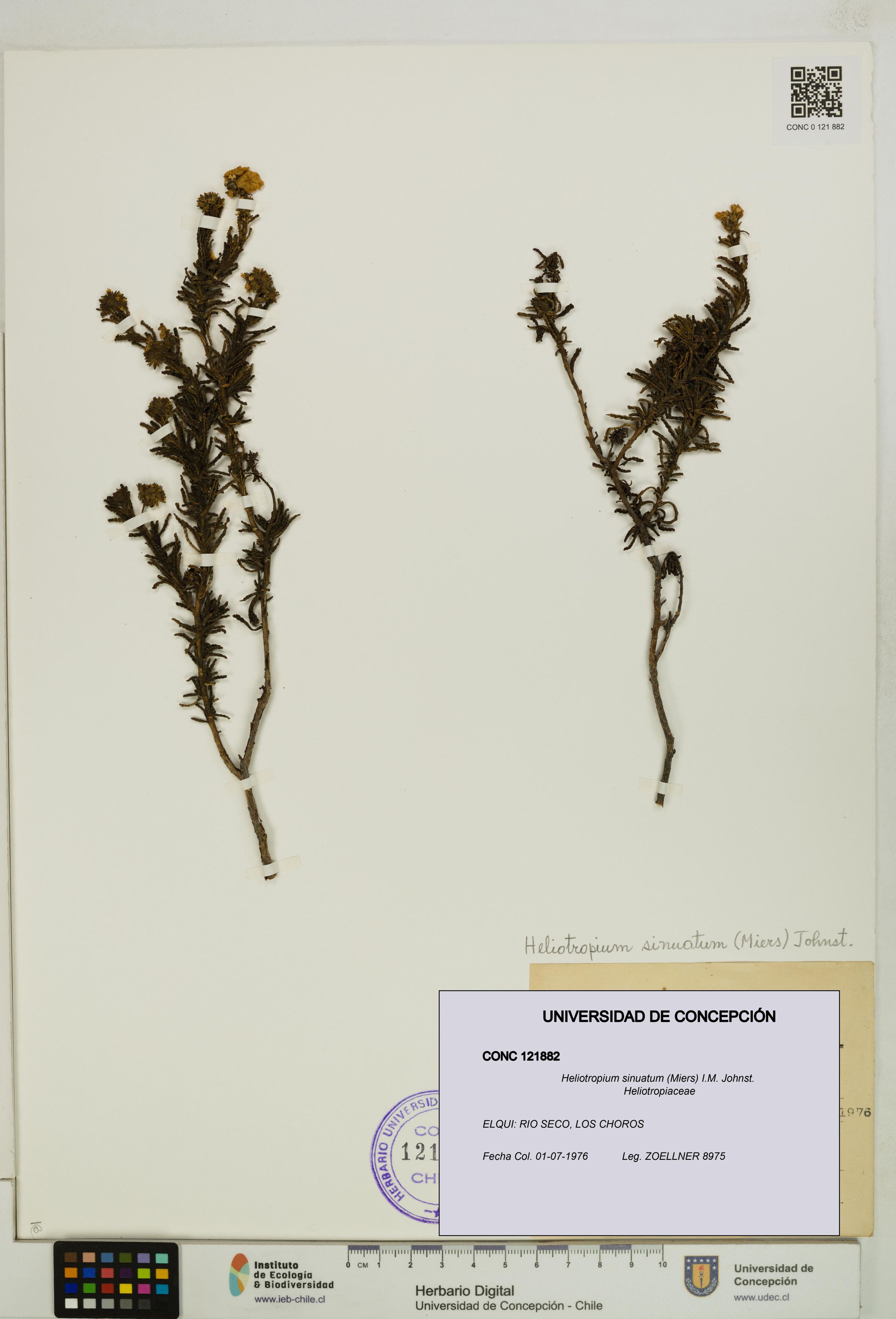 Heliotropium sinuatum [Espécimen: ]