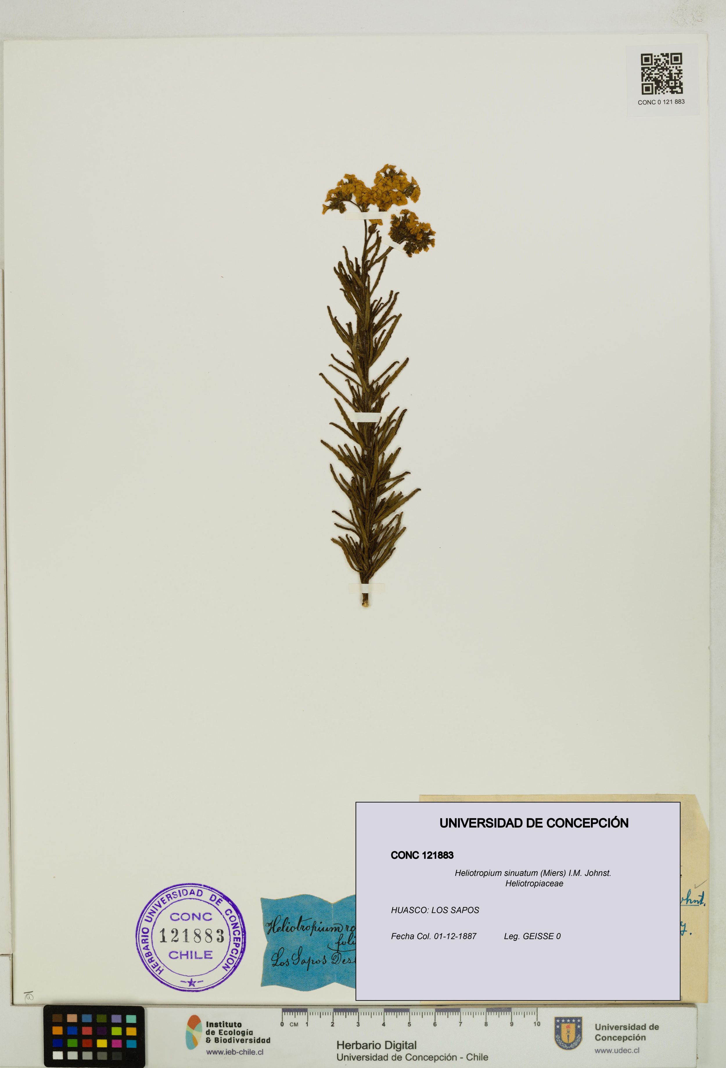 Heliotropium sinuatum [Espécimen: ]