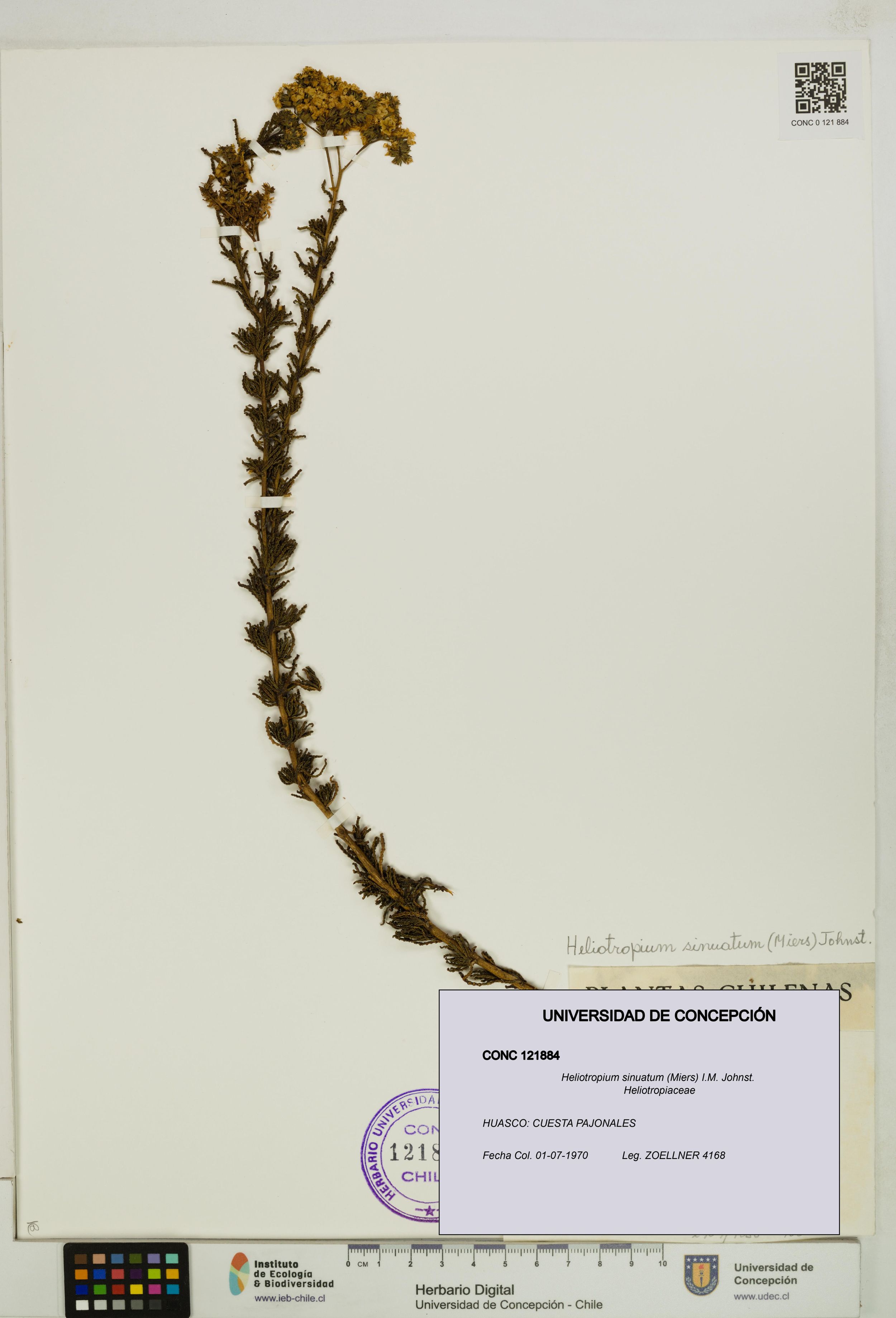 Heliotropium sinuatum [Espécimen: ]