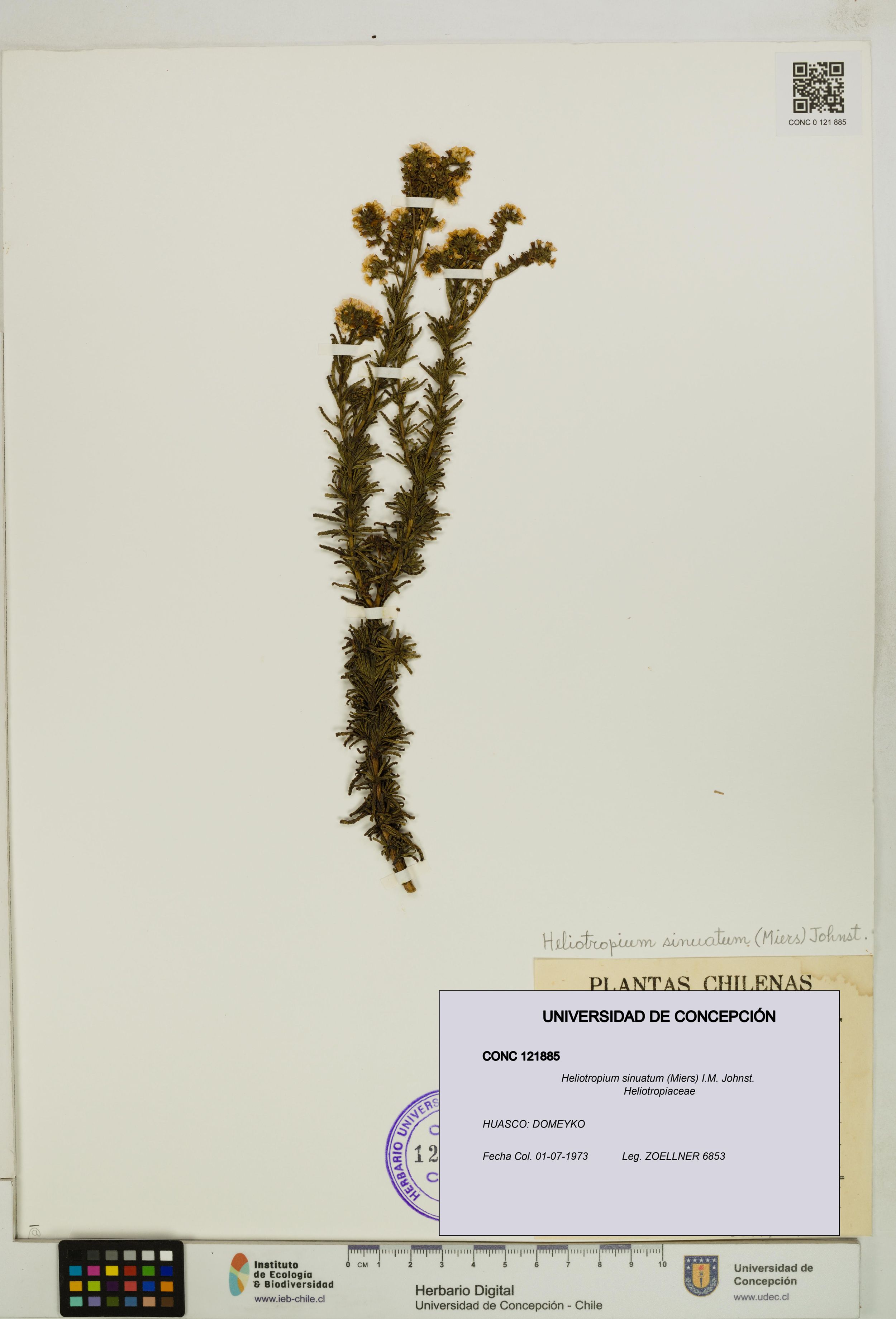 Heliotropium sinuatum [Espécimen: ]