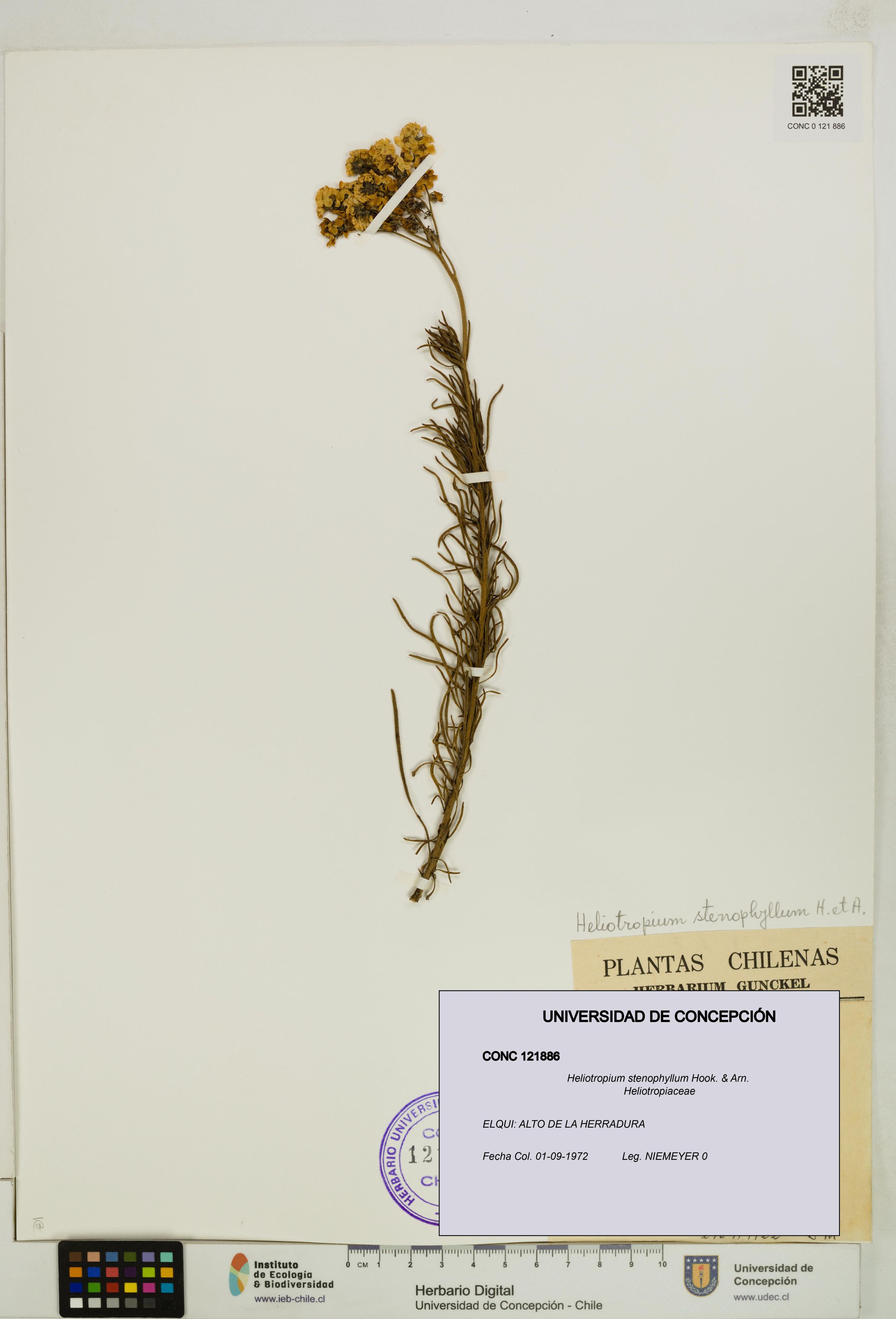 Heliotropium stenophyllum [Espécimen: ]