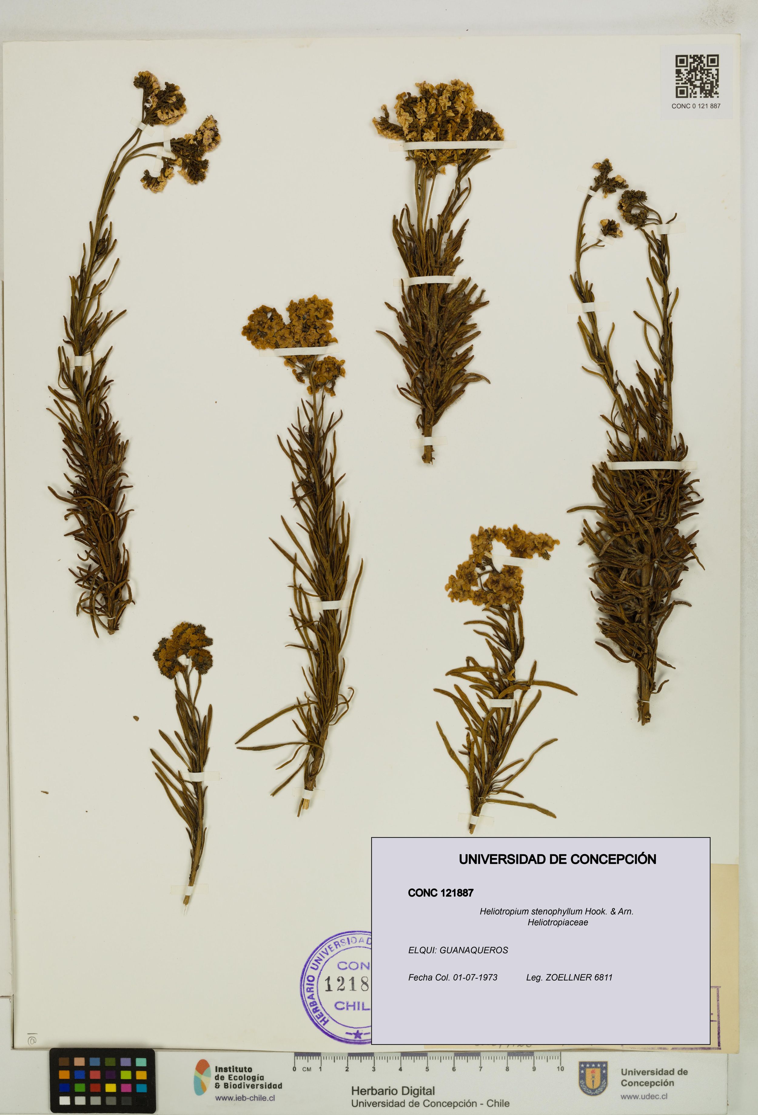 Heliotropium stenophyllum [Espécimen: ]