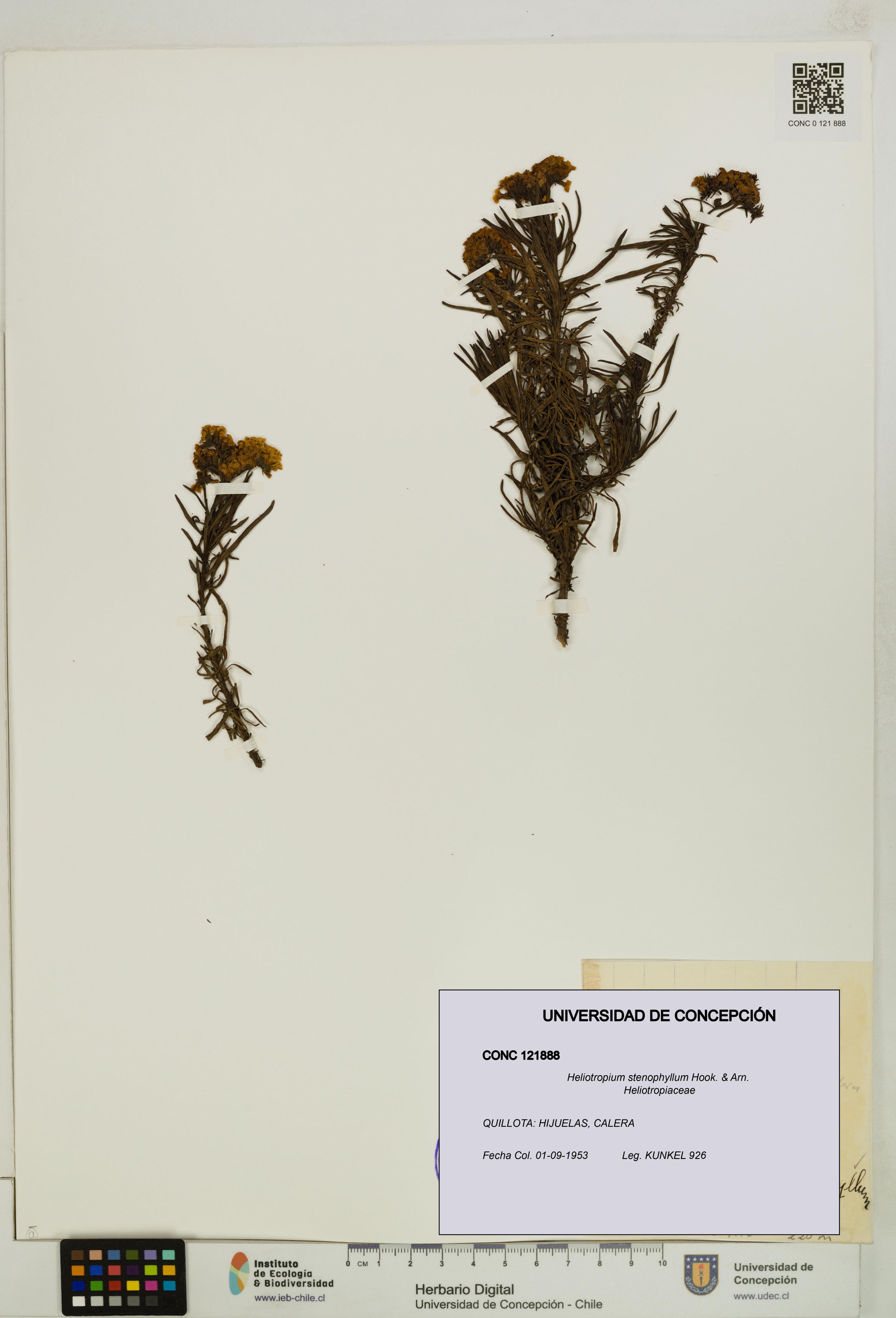 Heliotropium stenophyllum [Espécimen: ]