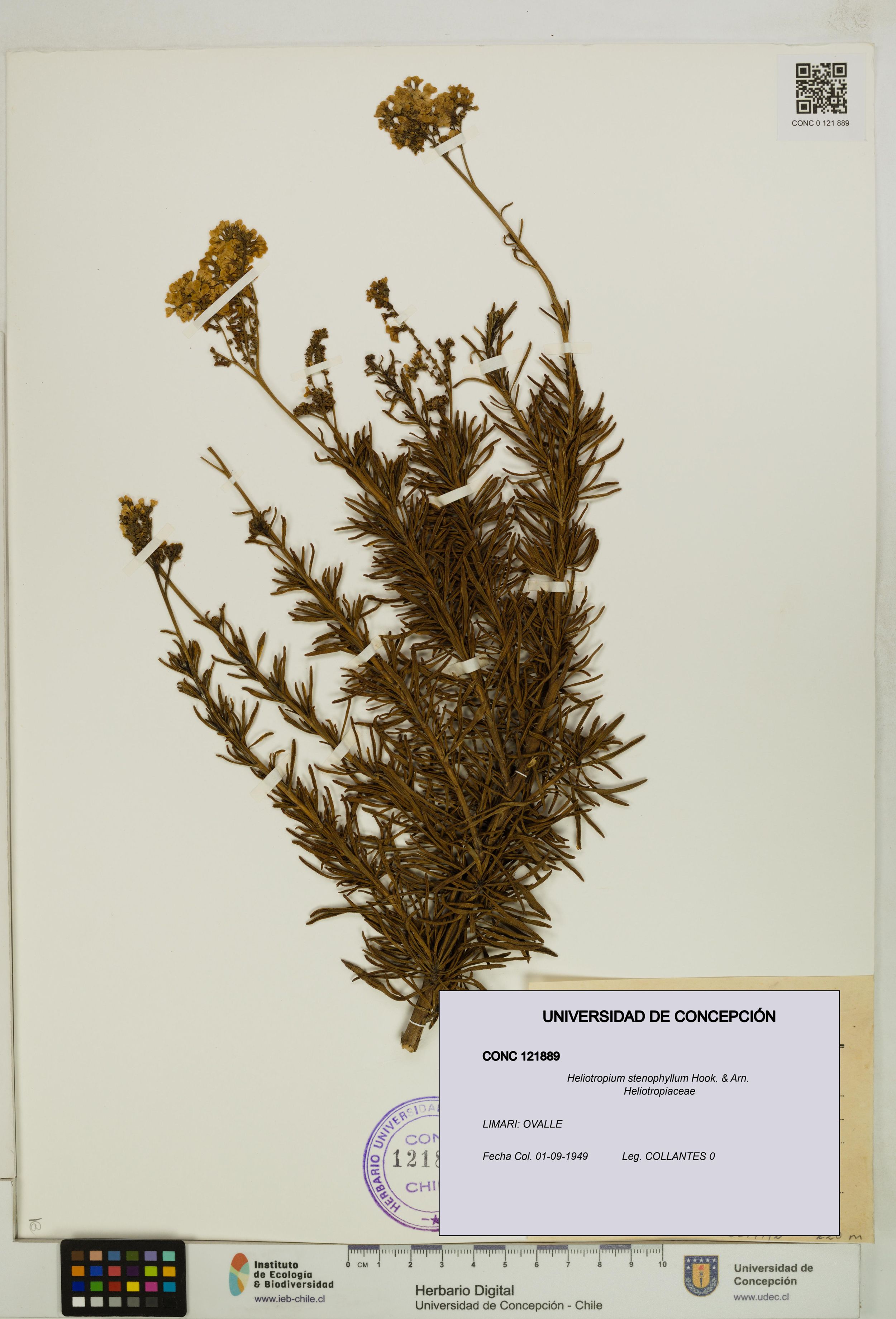 Heliotropium stenophyllum [Espécimen: ]