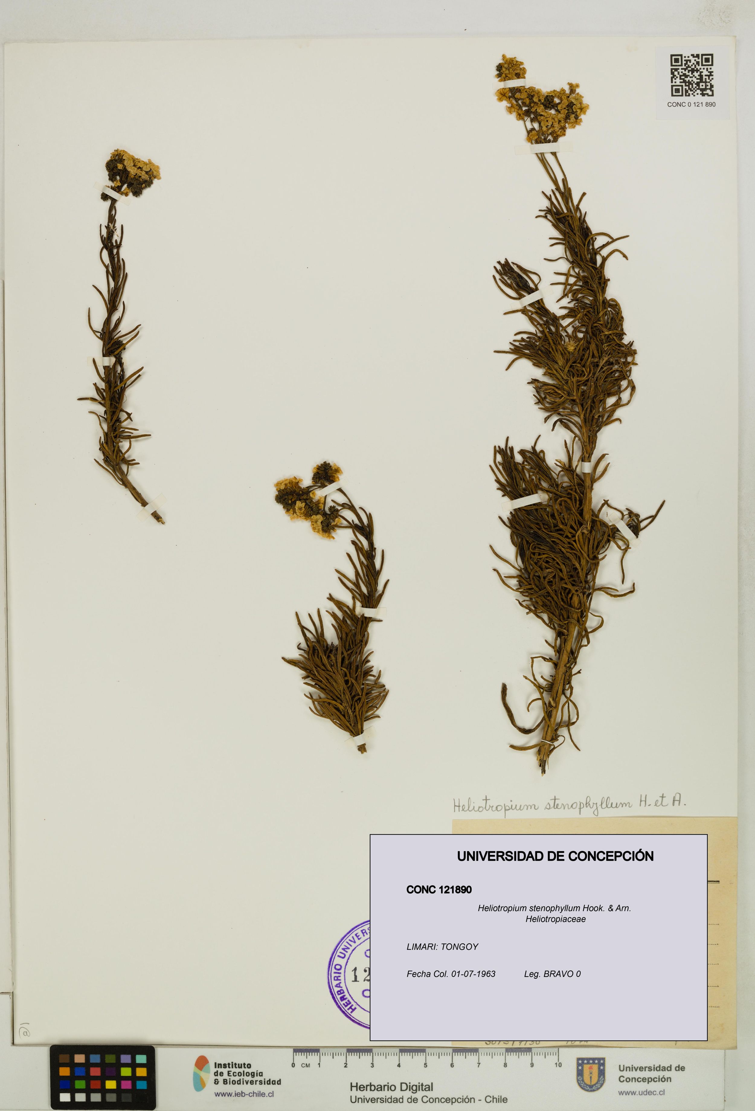 Heliotropium stenophyllum [Espécimen: ]